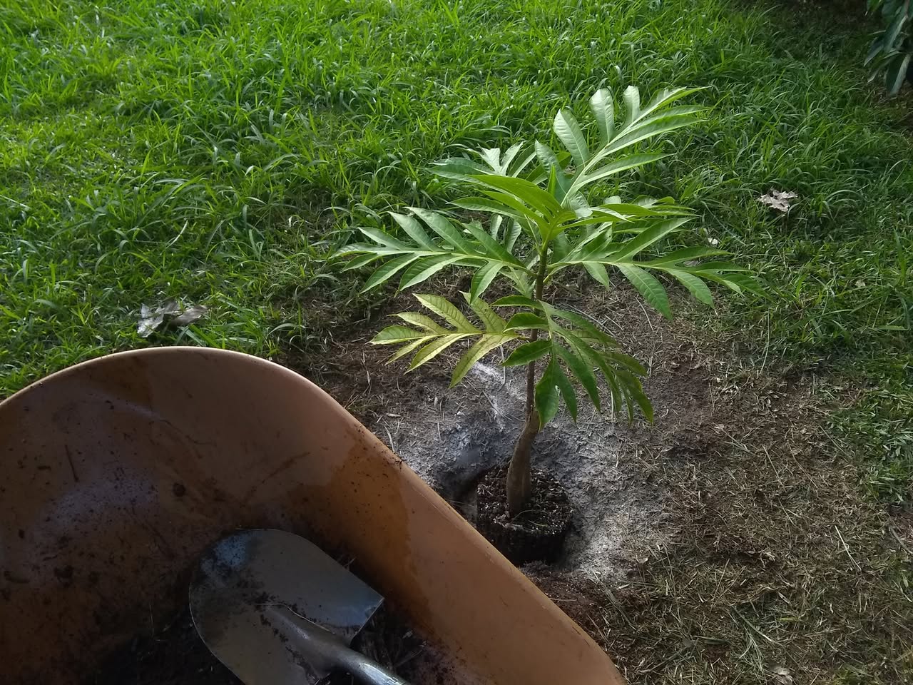 4日目:ulu(パンノキ)を植えた