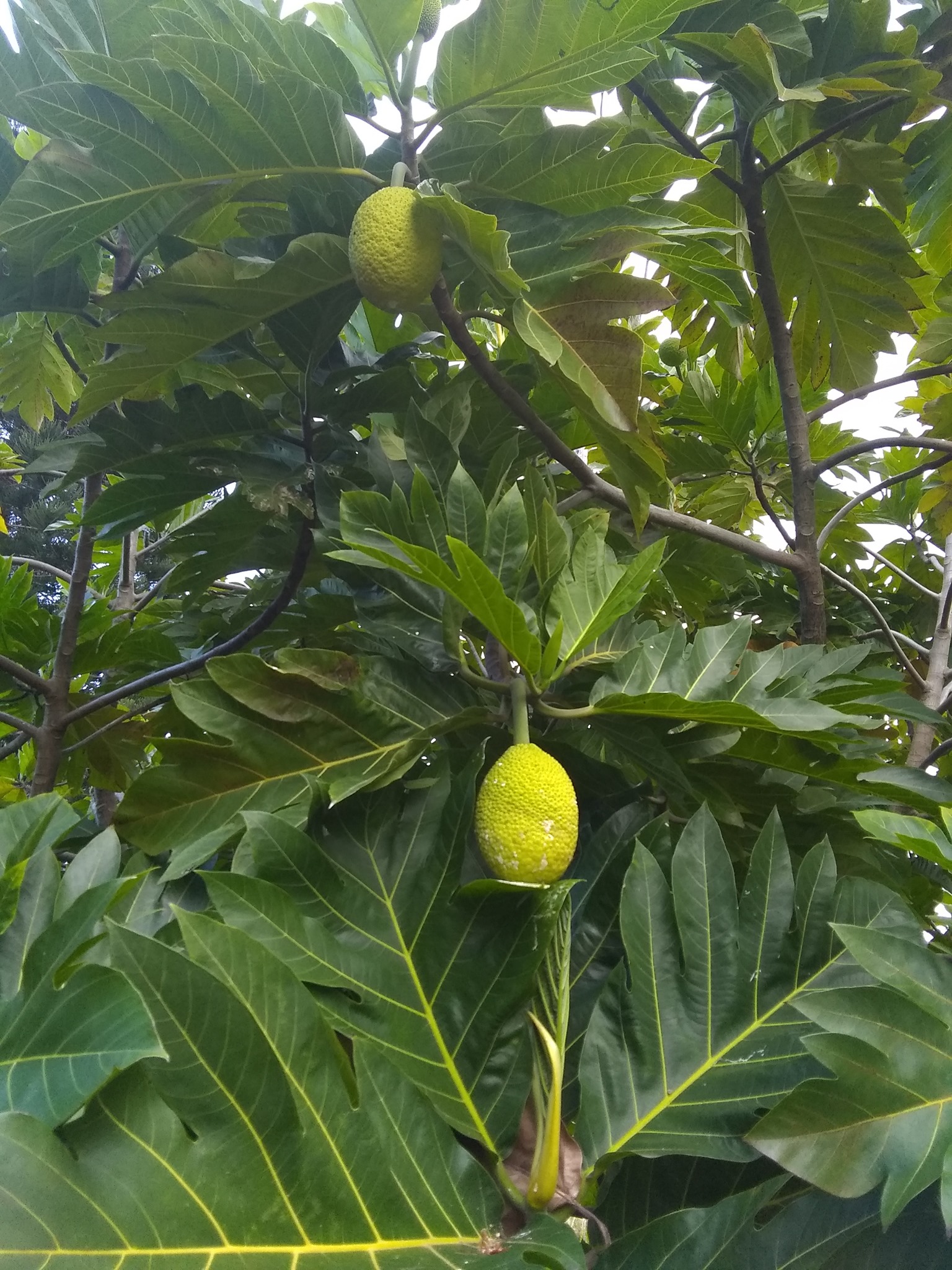 4日目:ulu(パンノキ)を植えた