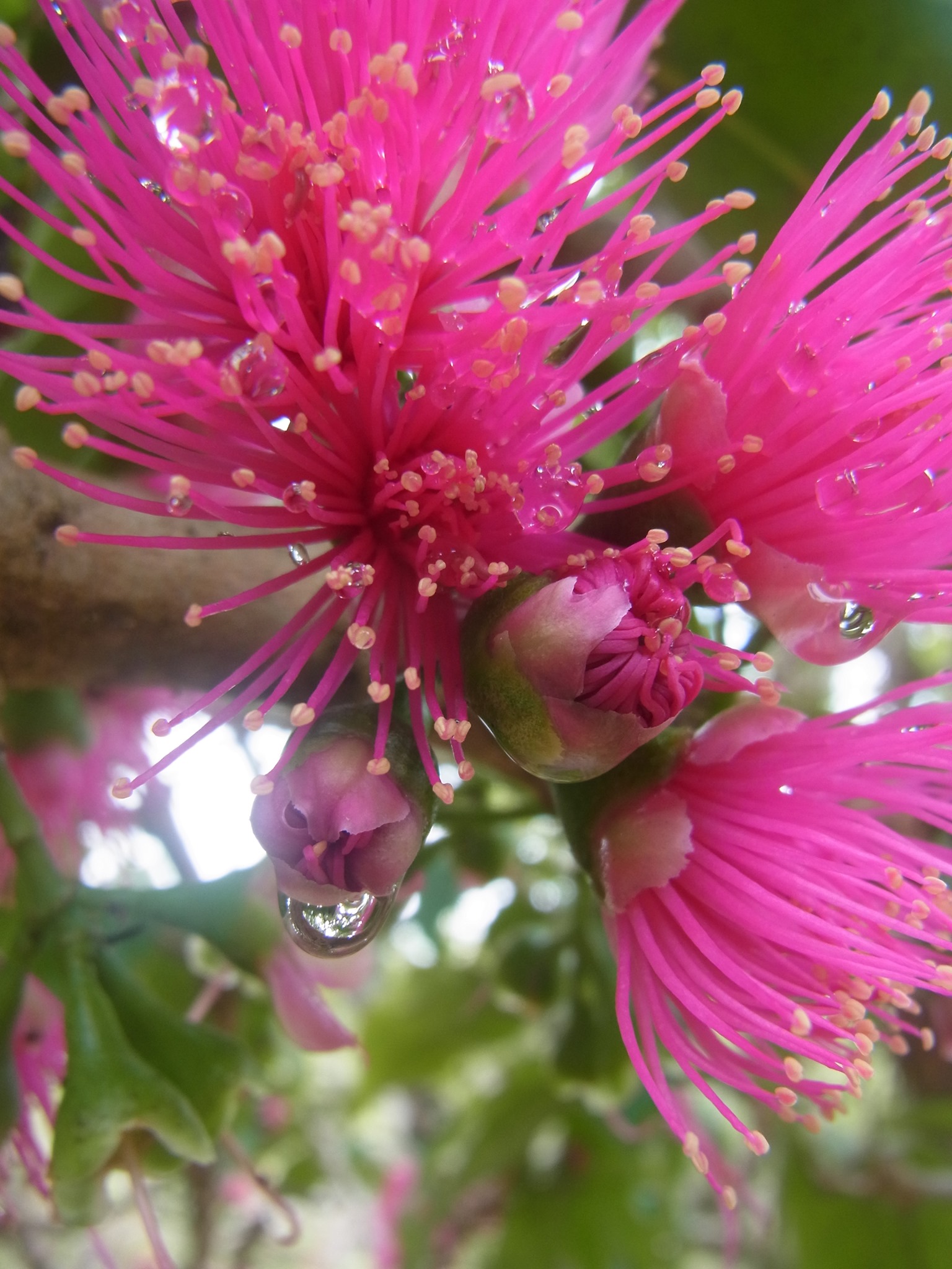 Day 40: Today we planted a Mountain Apple tree. When I was a kid, there was a mountain a