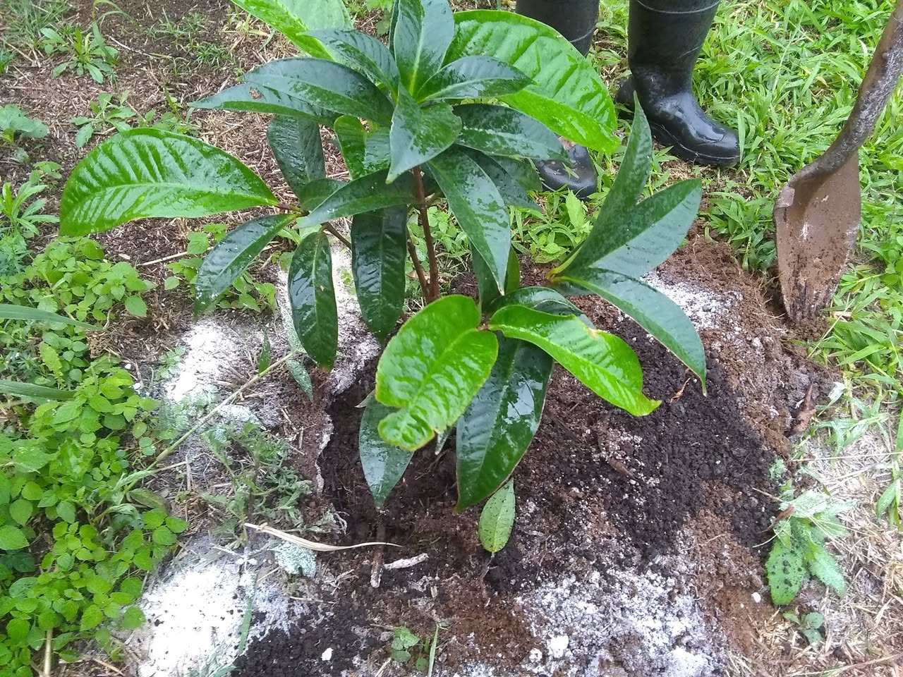 40日目:マウンテンアップルを植えた