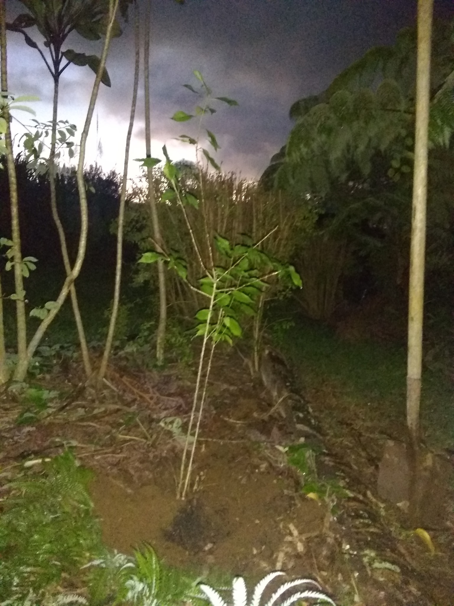 41日目:梅を植えた