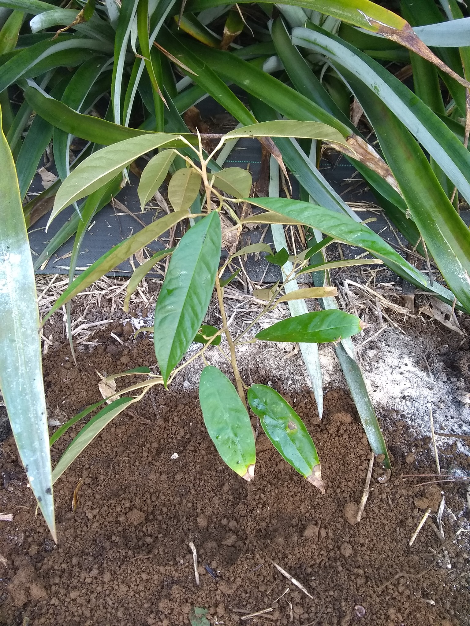 42日目:ドリアン実生苗を植えた