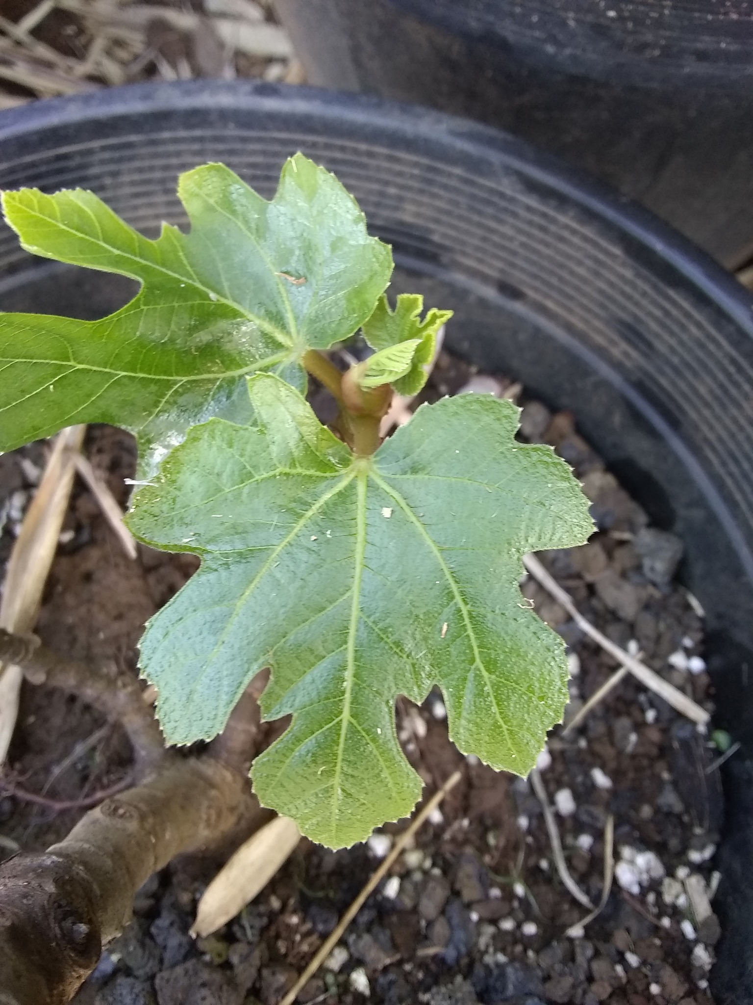 Day 43: Today I planted a fig tree and they are really hard to establish here. We tried