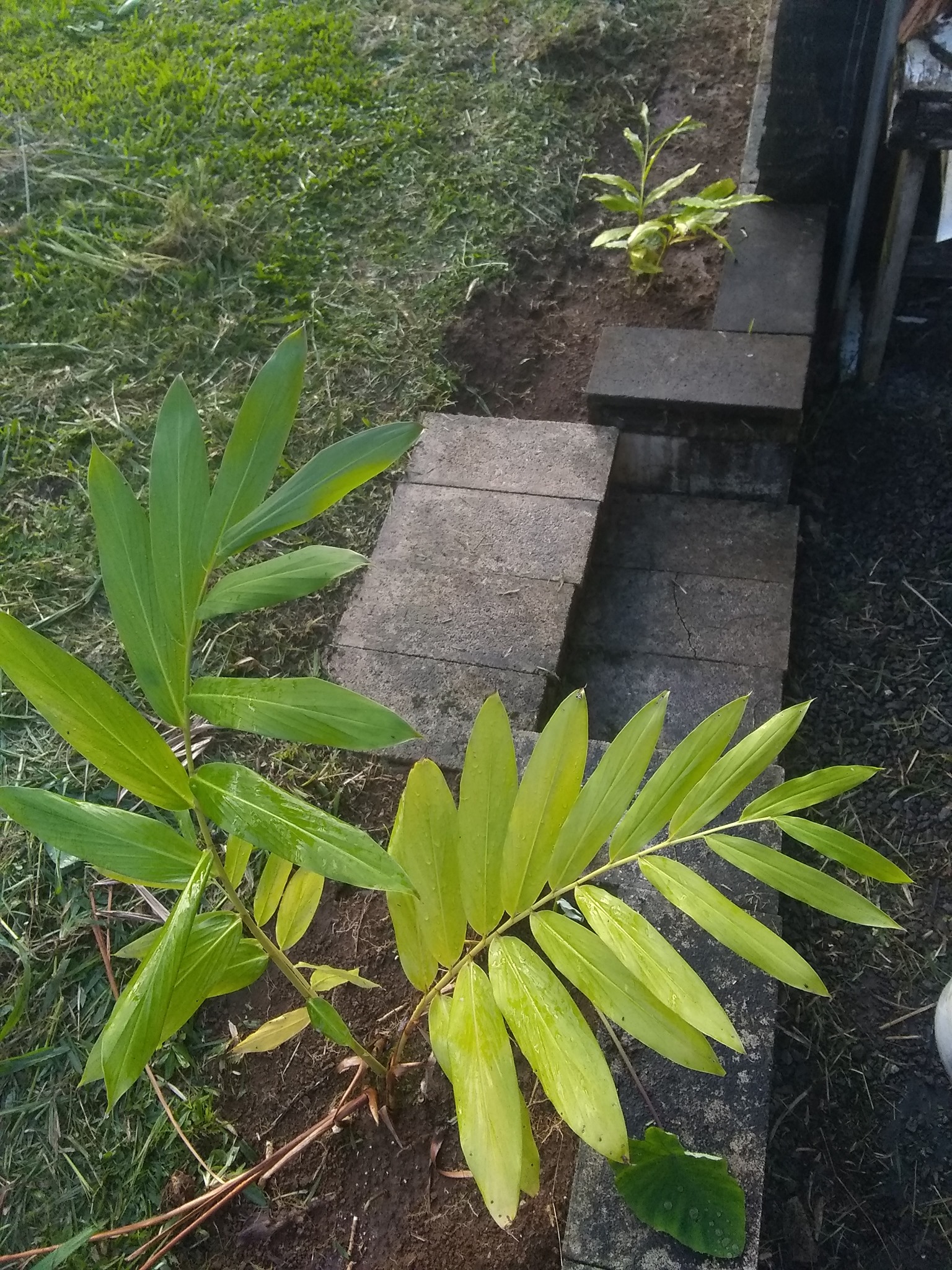 47日目:カルダモンを植えた