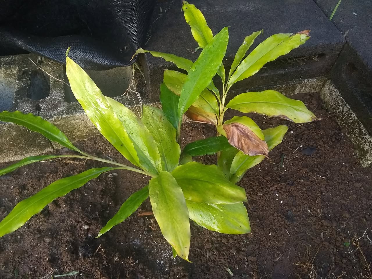 47日目:カルダモンを植えた