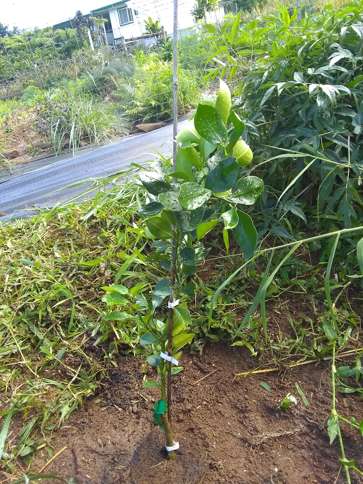 48日目:カラマンシーを植えた