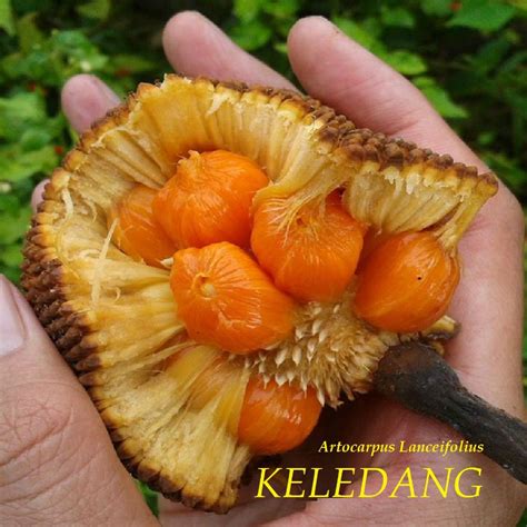 Day 49: Today I planted a Keledang aka Artocarpus lanceifolius that I got from Joe Hewit
