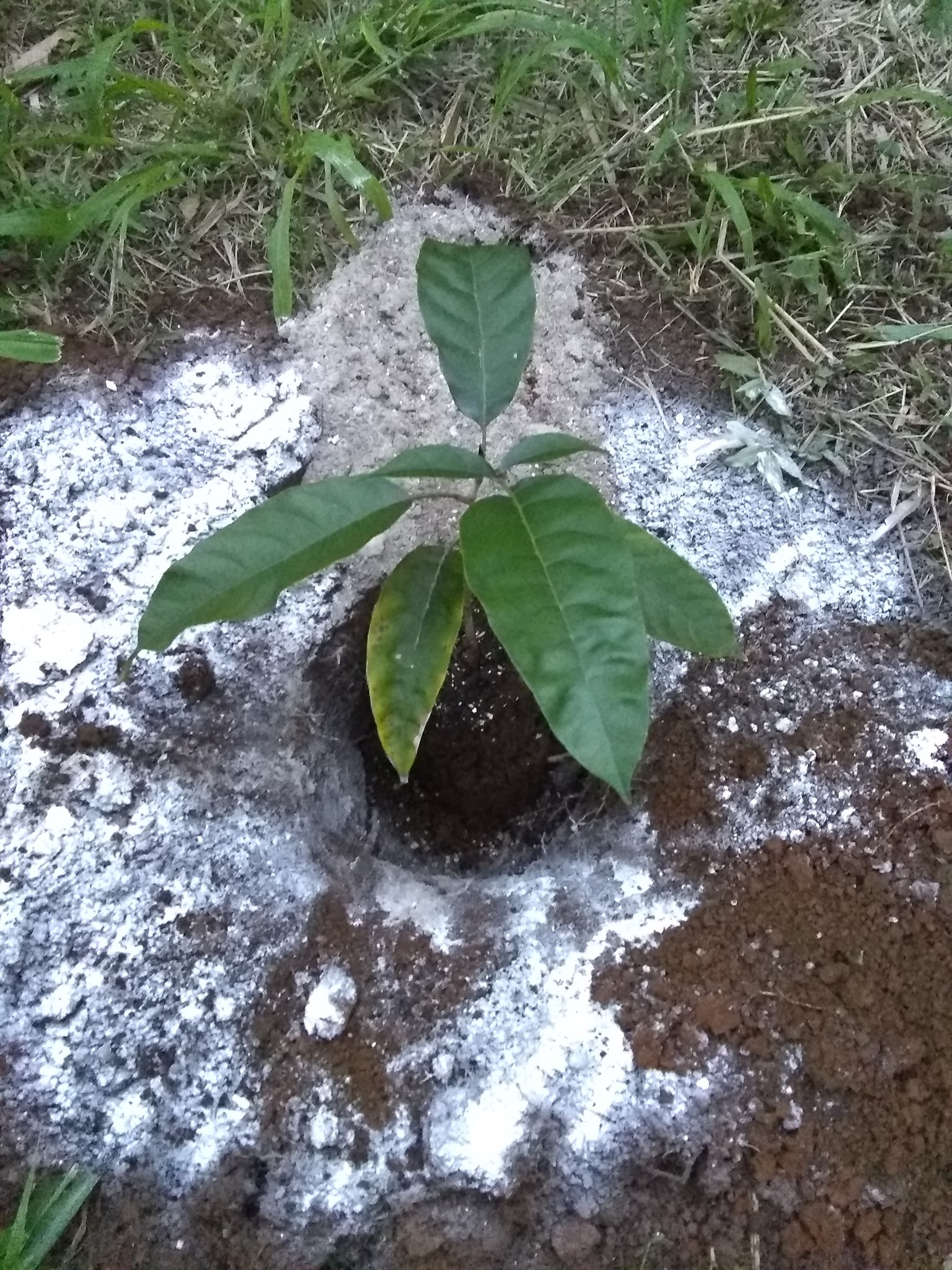 49日目:ケレダンを植えた