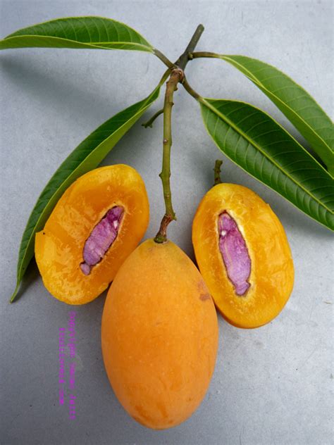 50日目:マプランを植えた