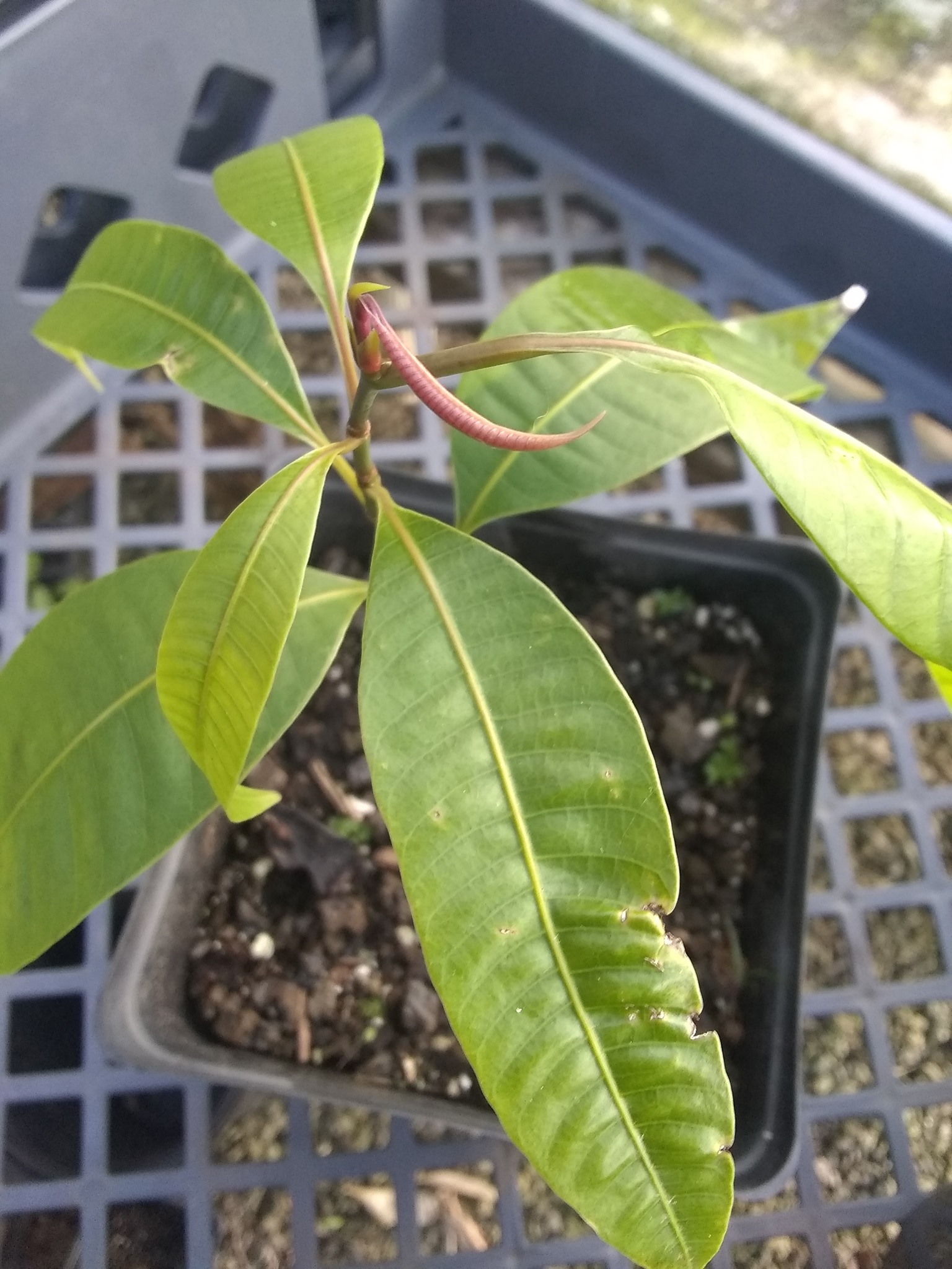 50日目:マプランを植えた