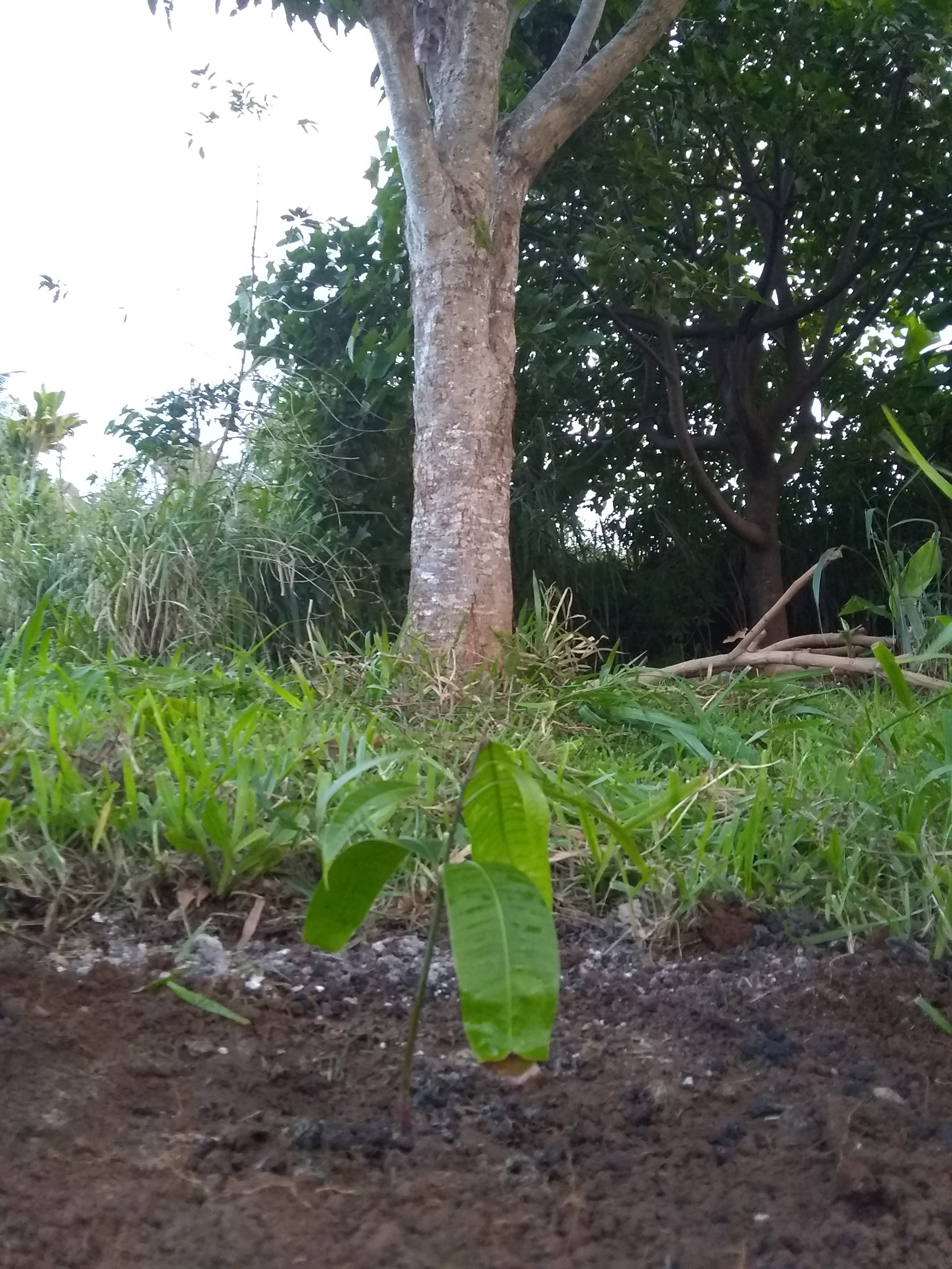 50日目:マプランを植えた