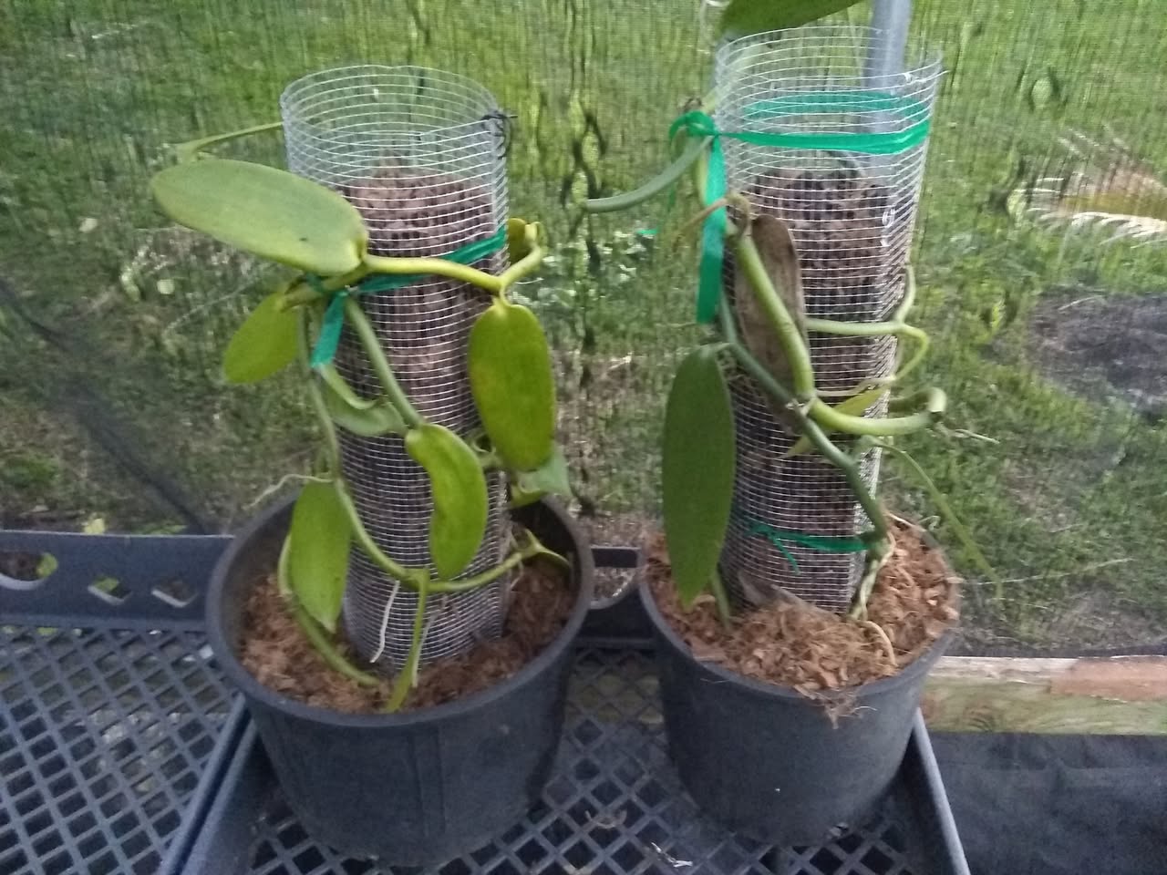 51日目:バニラのつるをゲットした
