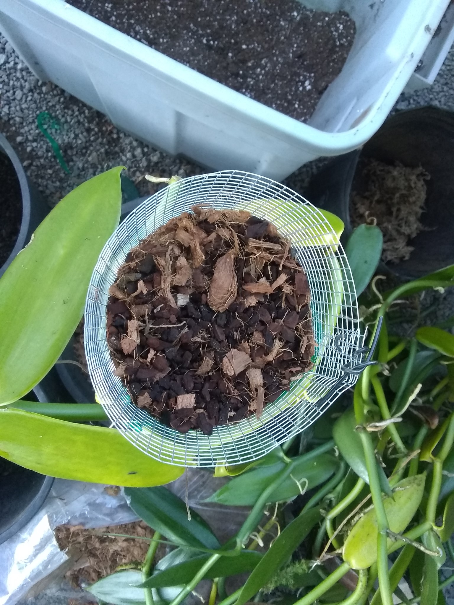 51日目:バニラのつるをゲットした