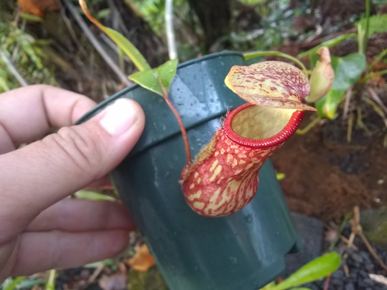 52日目:ブロメリアと罅粟取りスミレを植えた