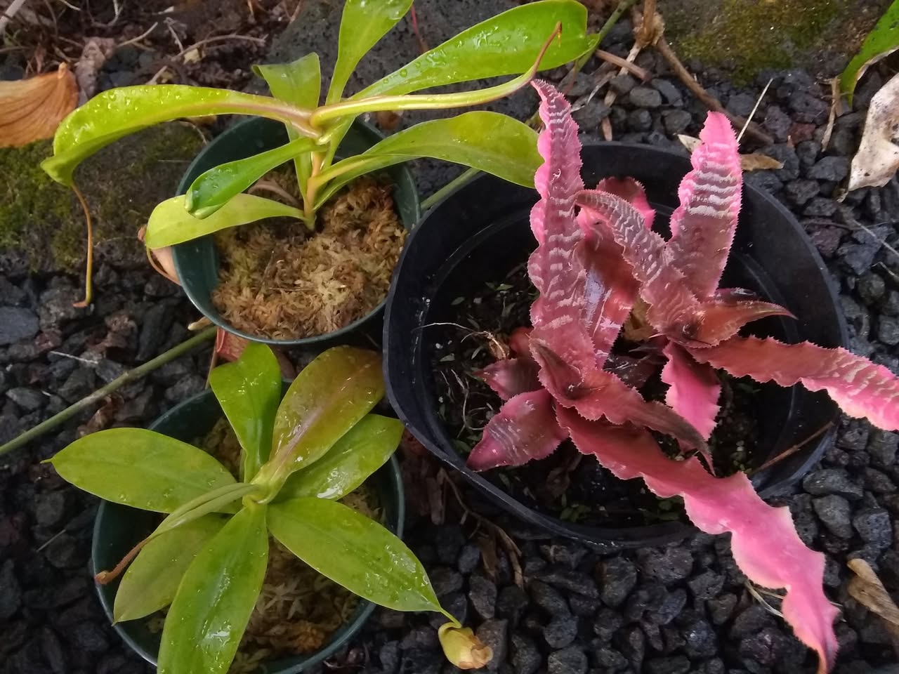 52日目:ブロメリアと罅粟取りスミレを植えた