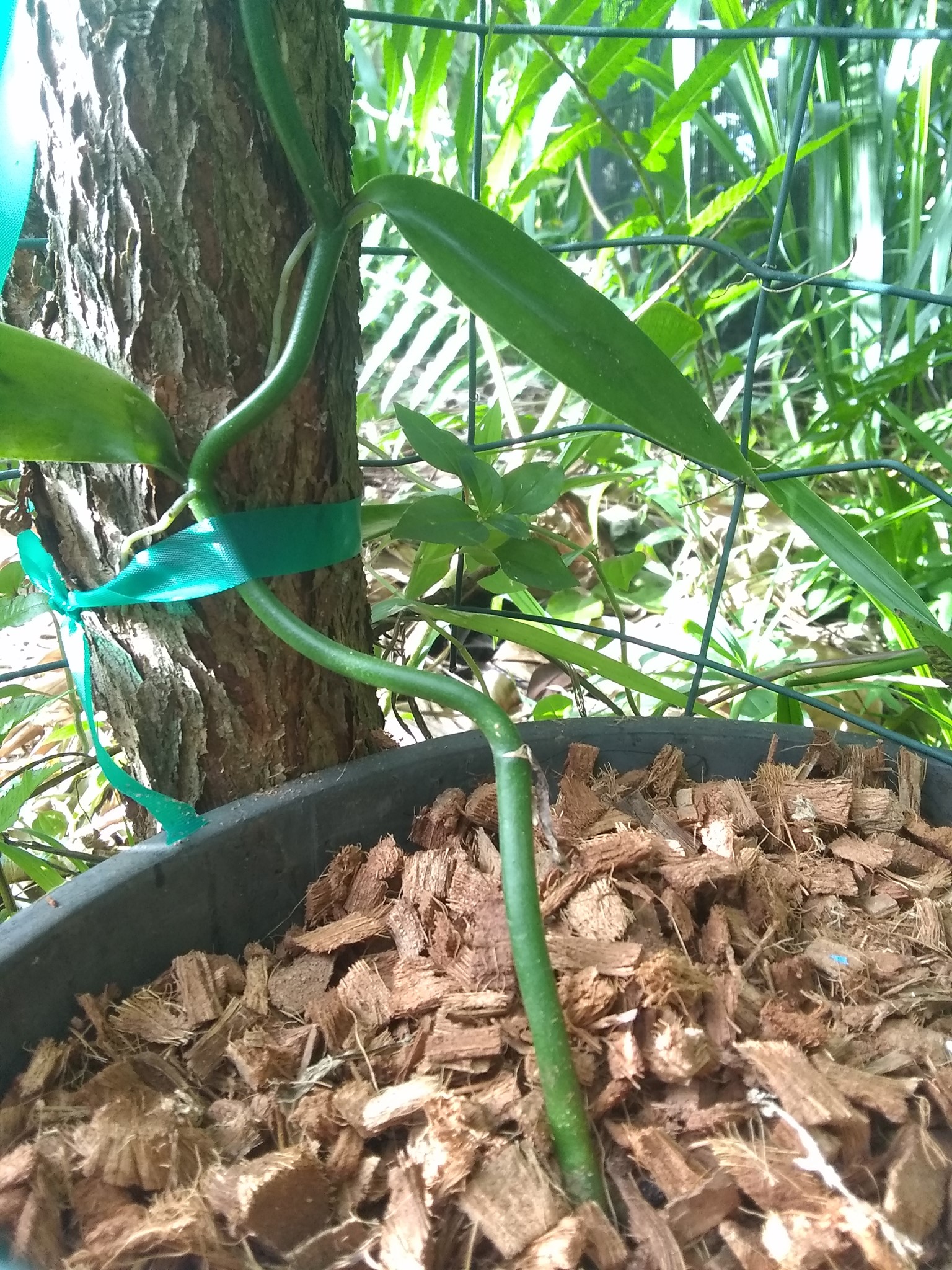 52日目:ブロメリアと罅粟取りスミレを植えた