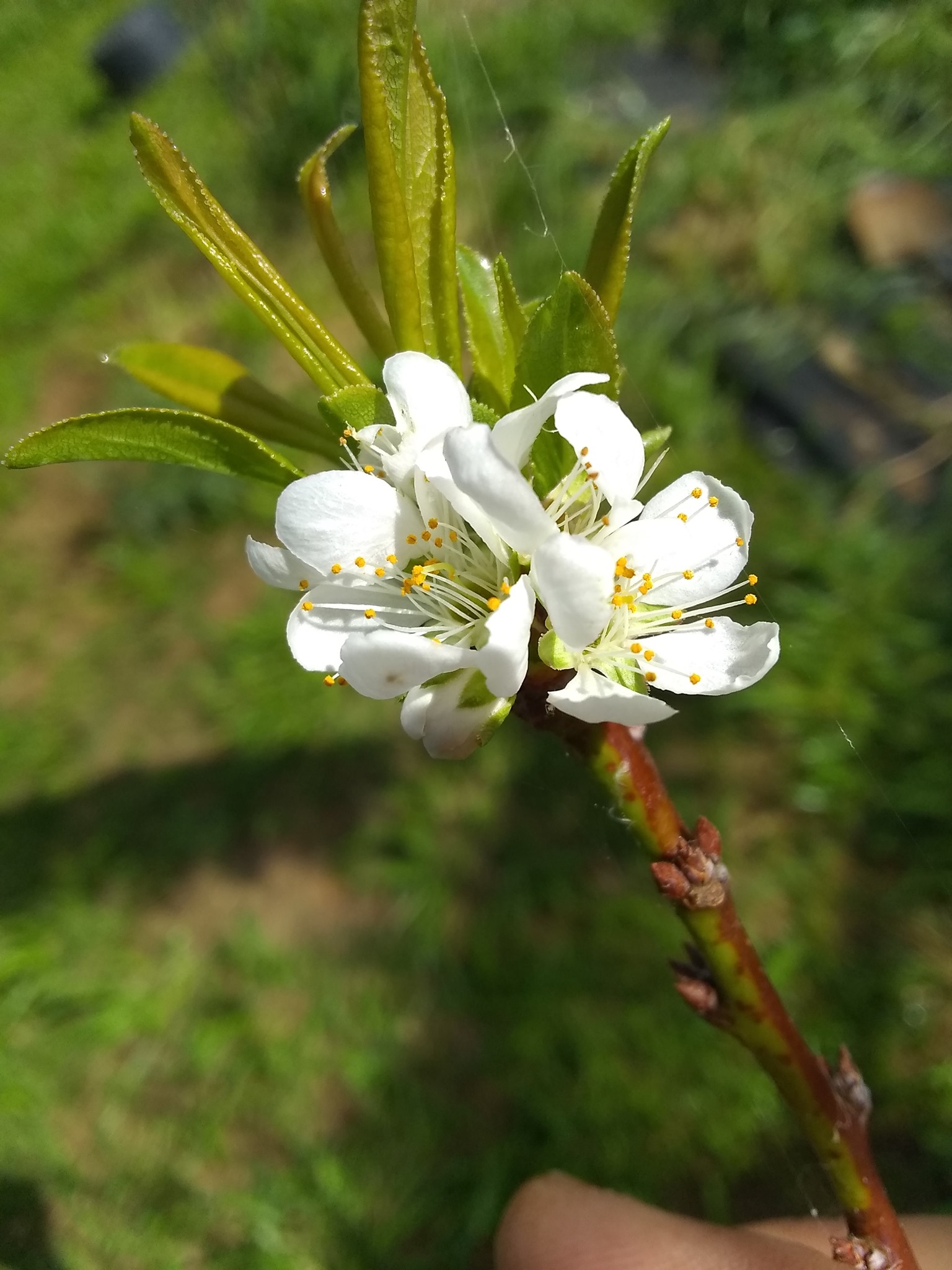 52日目:ブロメリアと罅粟取りスミレを植えた
