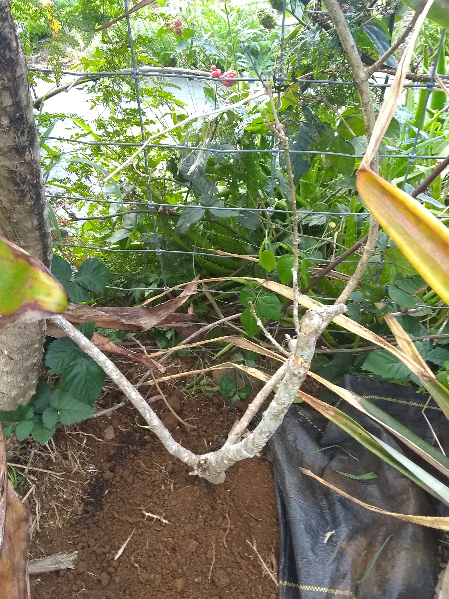 53日目:サンドペーパーヴァインを植えた