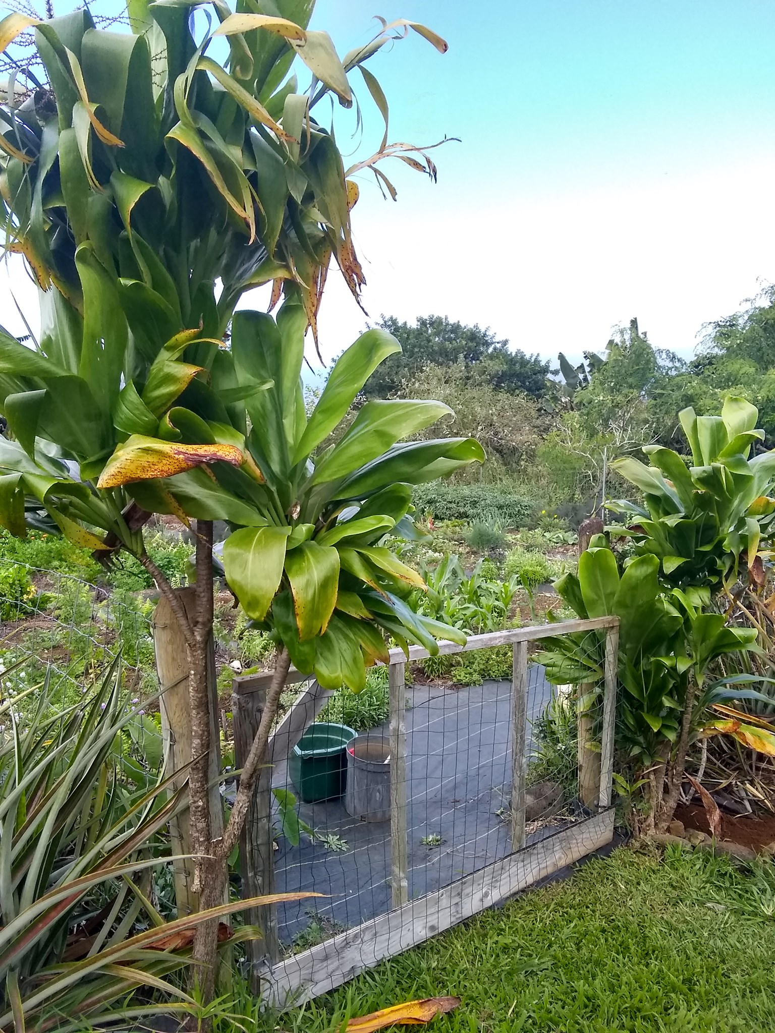 53日目:サンドペーパーヴァインを植えた