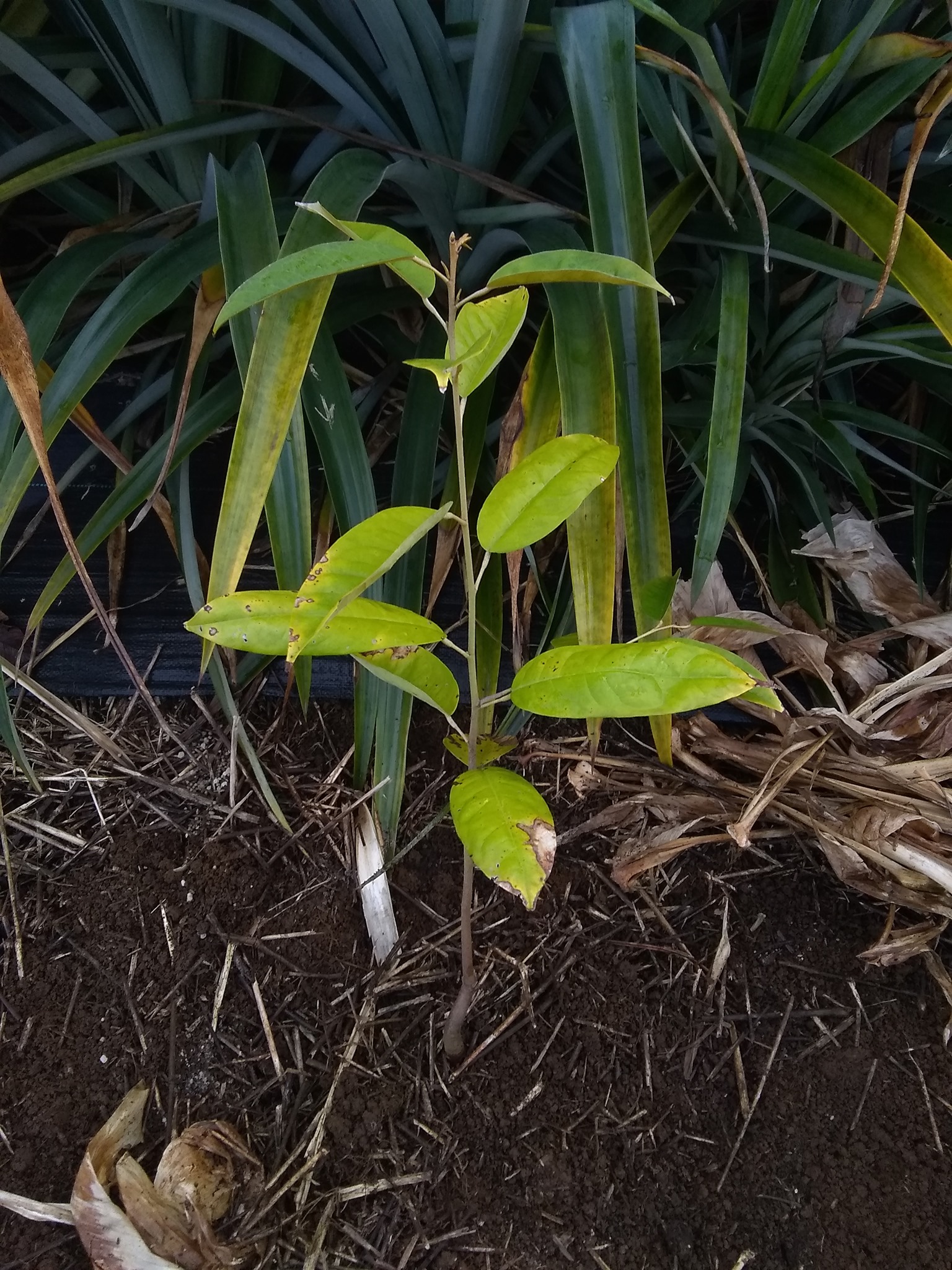 54日目:ドリアンの実生苗を植えた