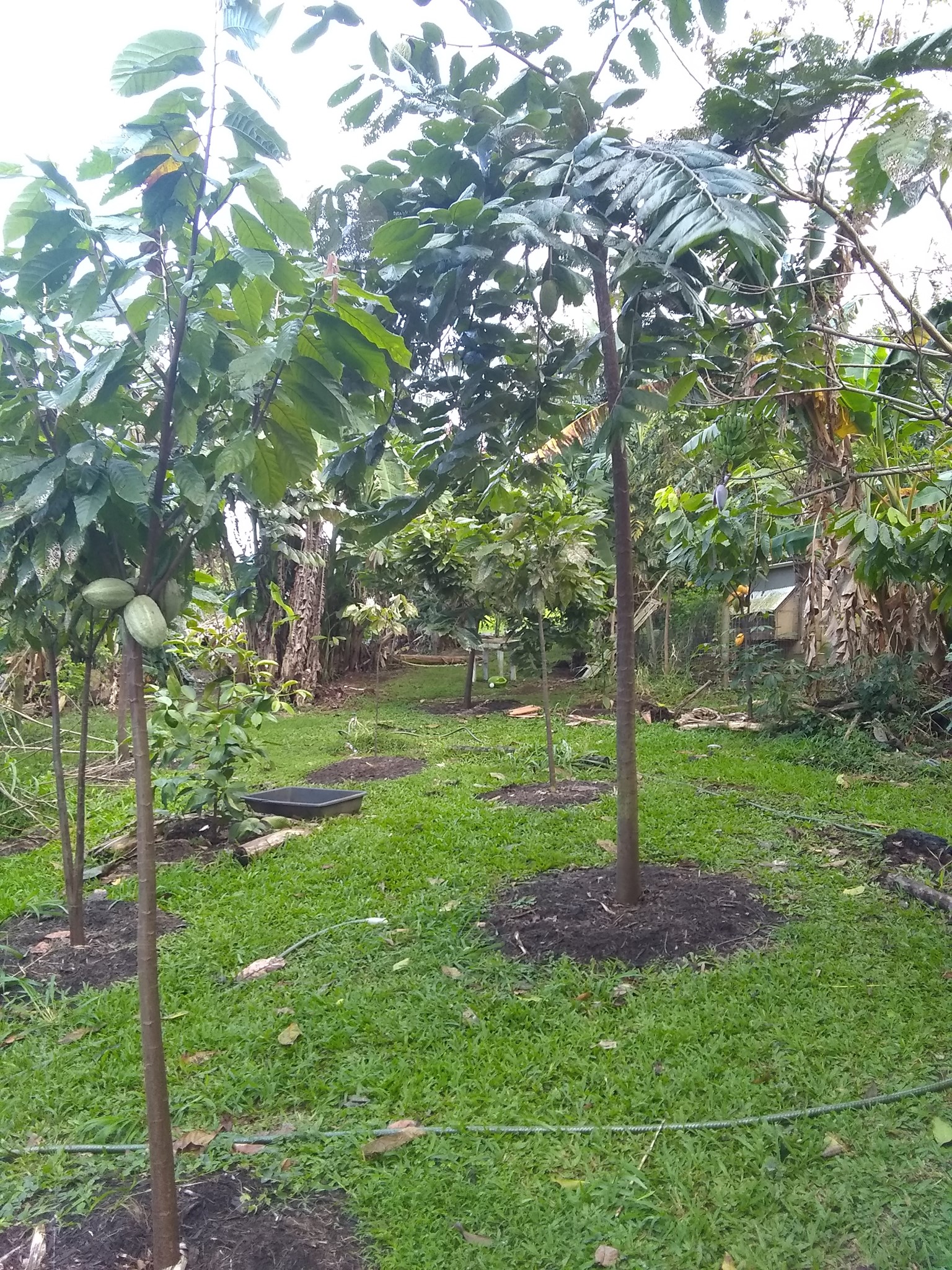 54日目:ドリアンの実生苗を植えた