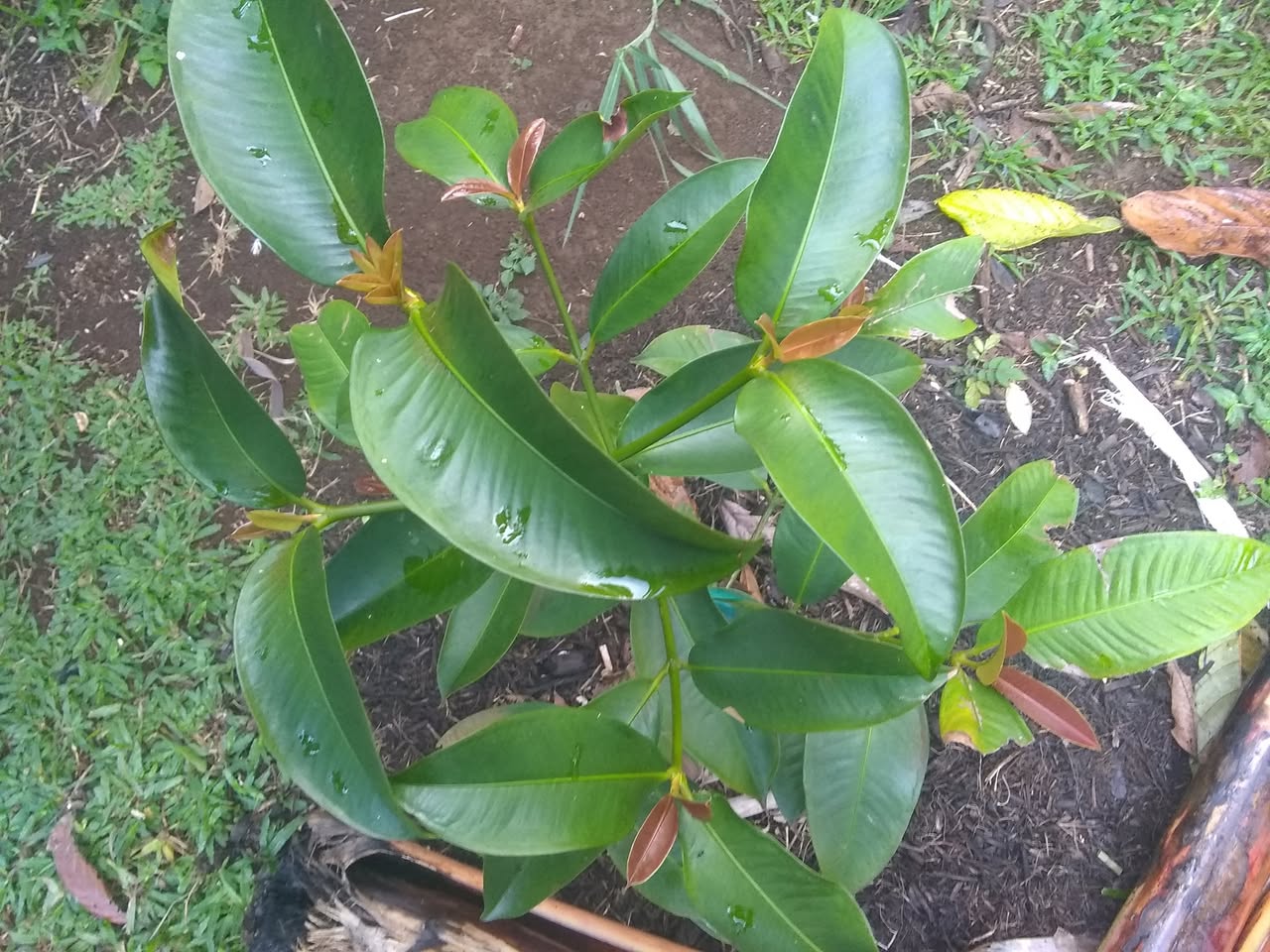 54日目:ドリアンの実生苗を植えた