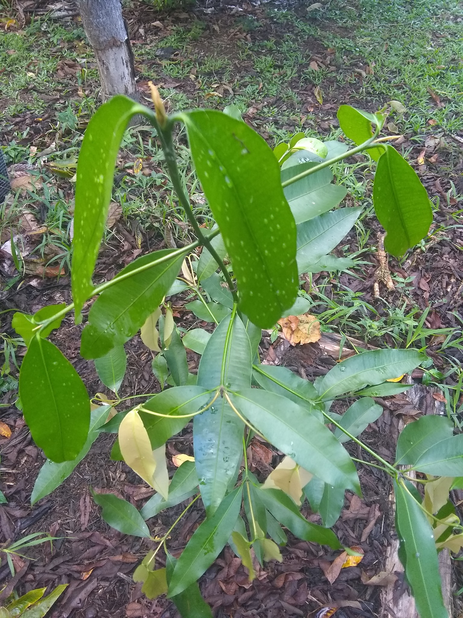 54日目:ドリアンの実生苗を植えた