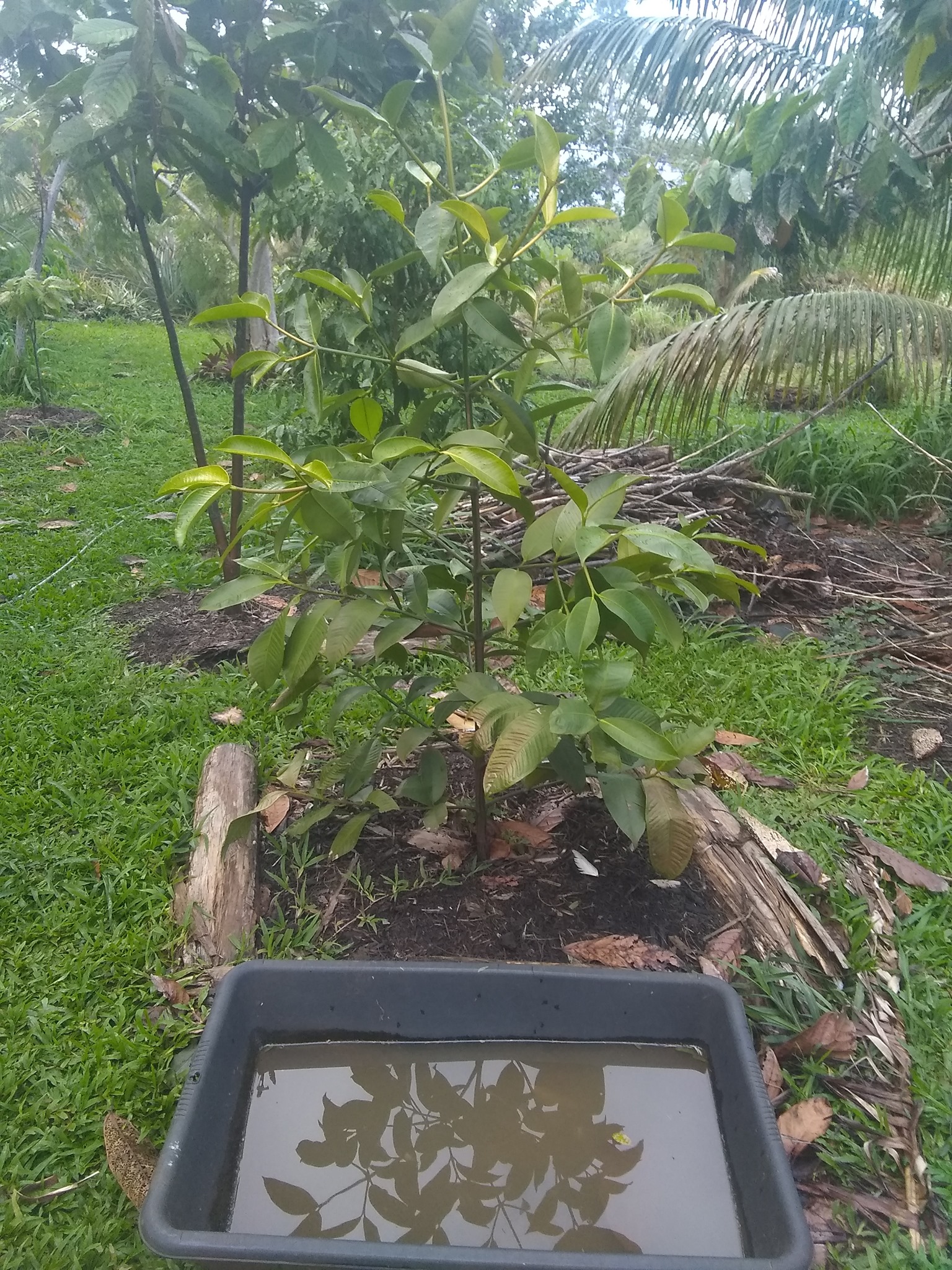 54日目:ドリアンの実生苗を植えた