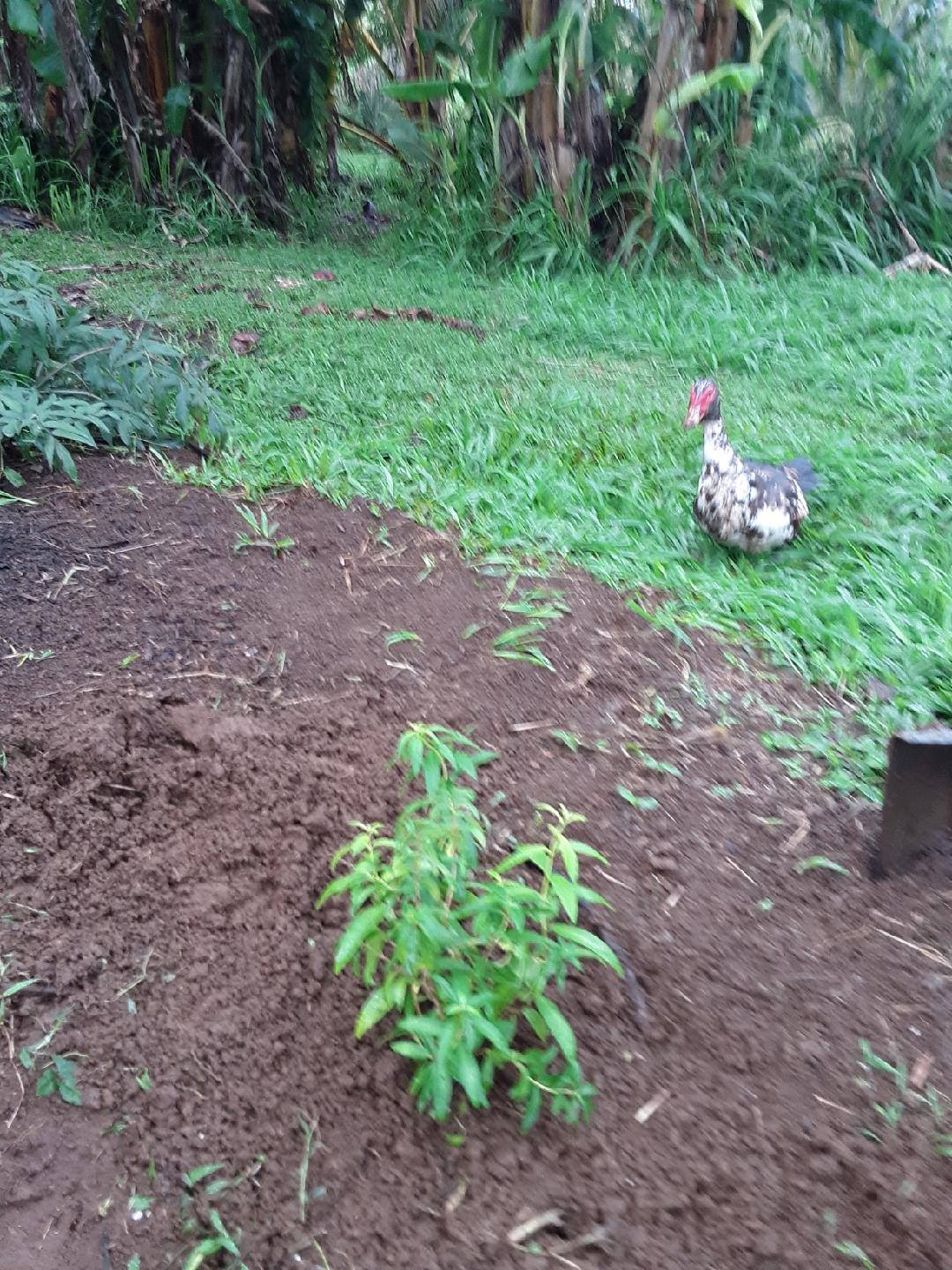 55日目:レモンバーベナを植えた