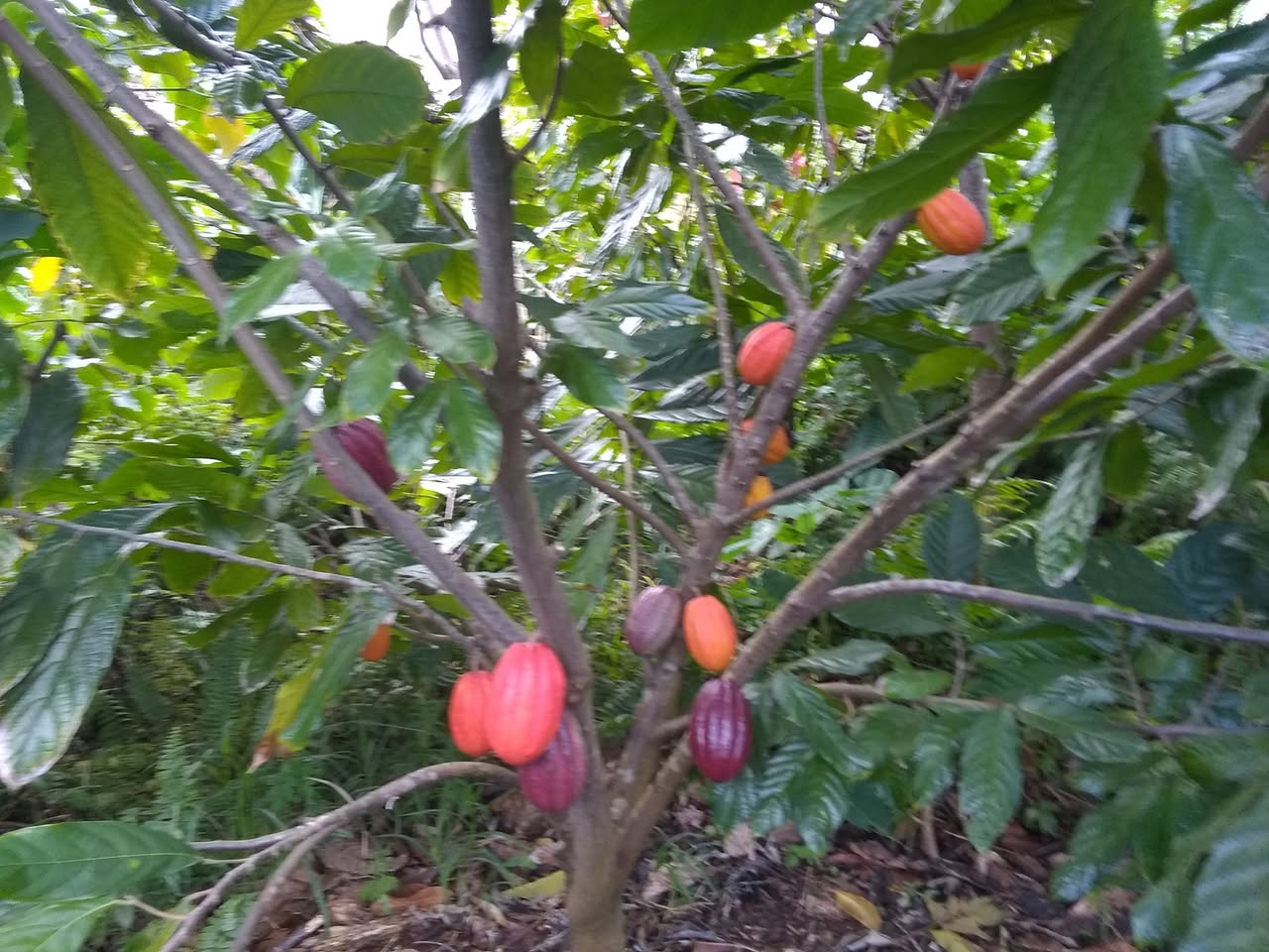56日目:カカオを植えた