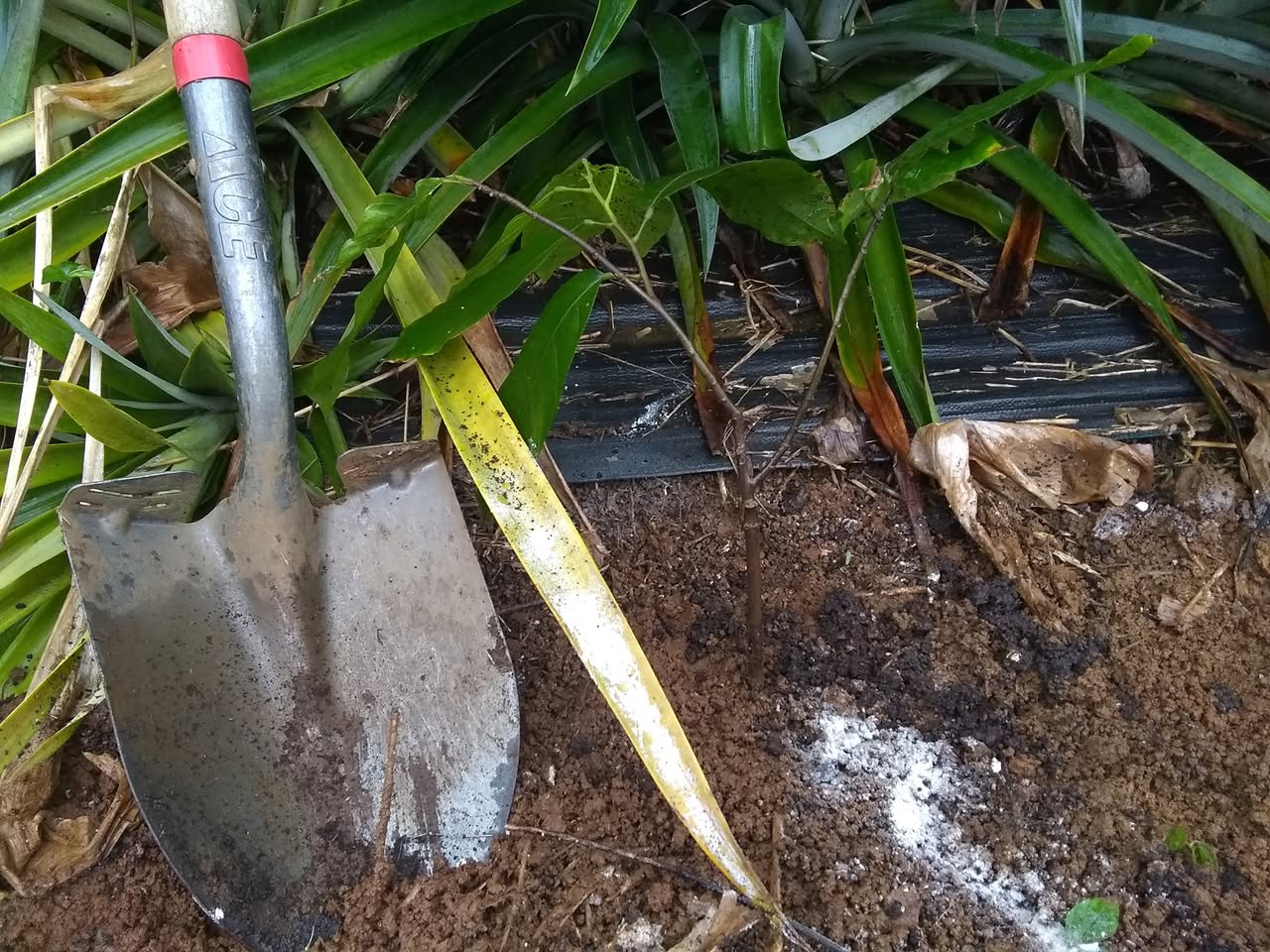 58日目:接木カカオを植えた