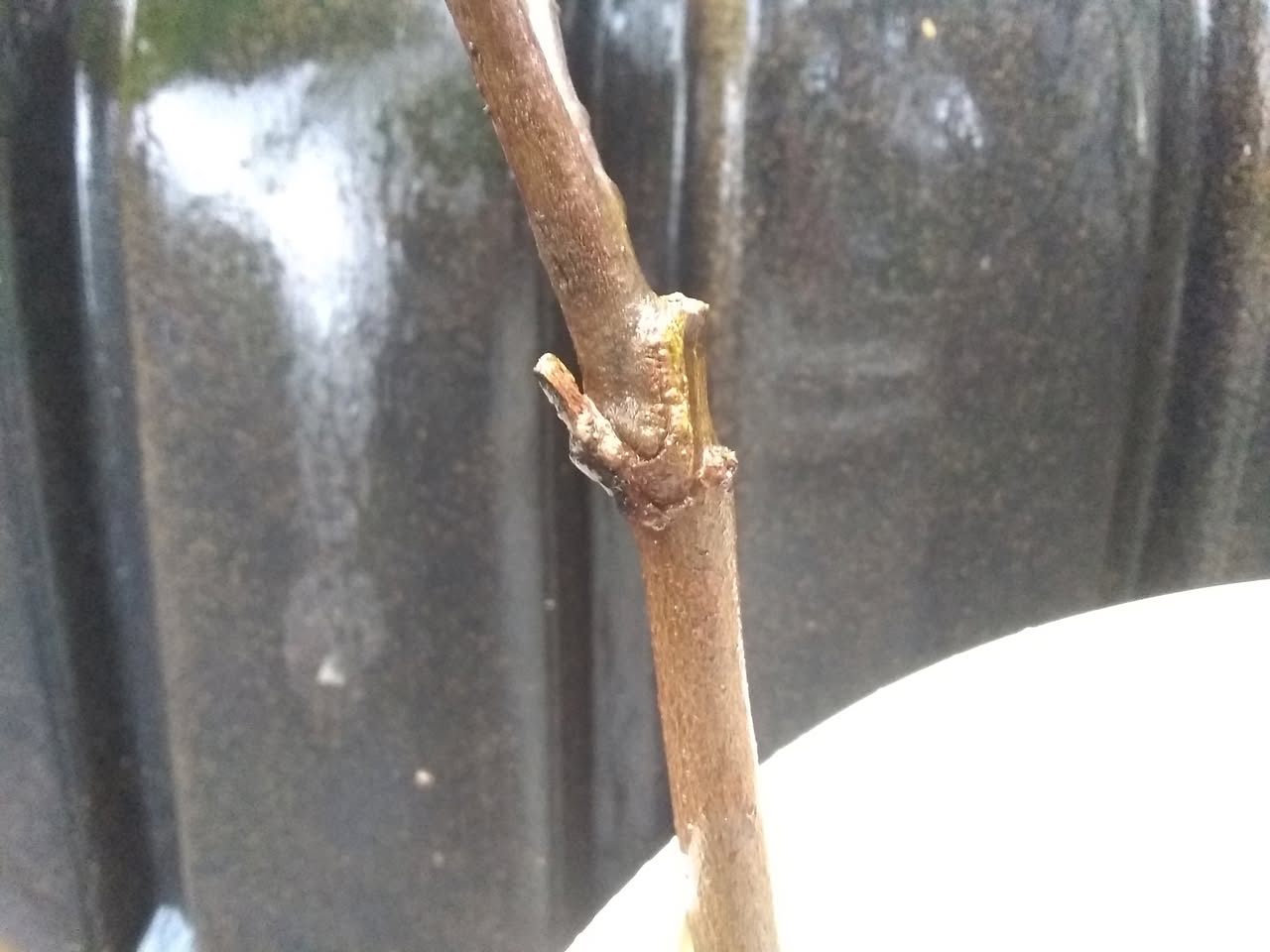 58日目:接木カカオを植えた