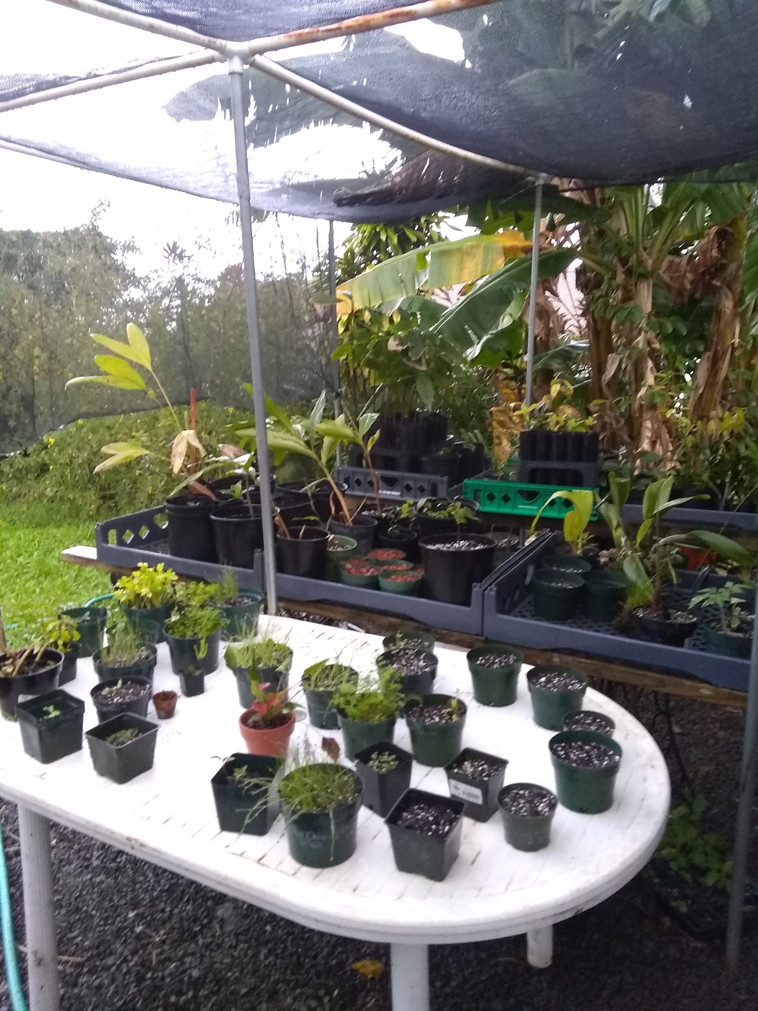 59日目:接木カカオを植えた