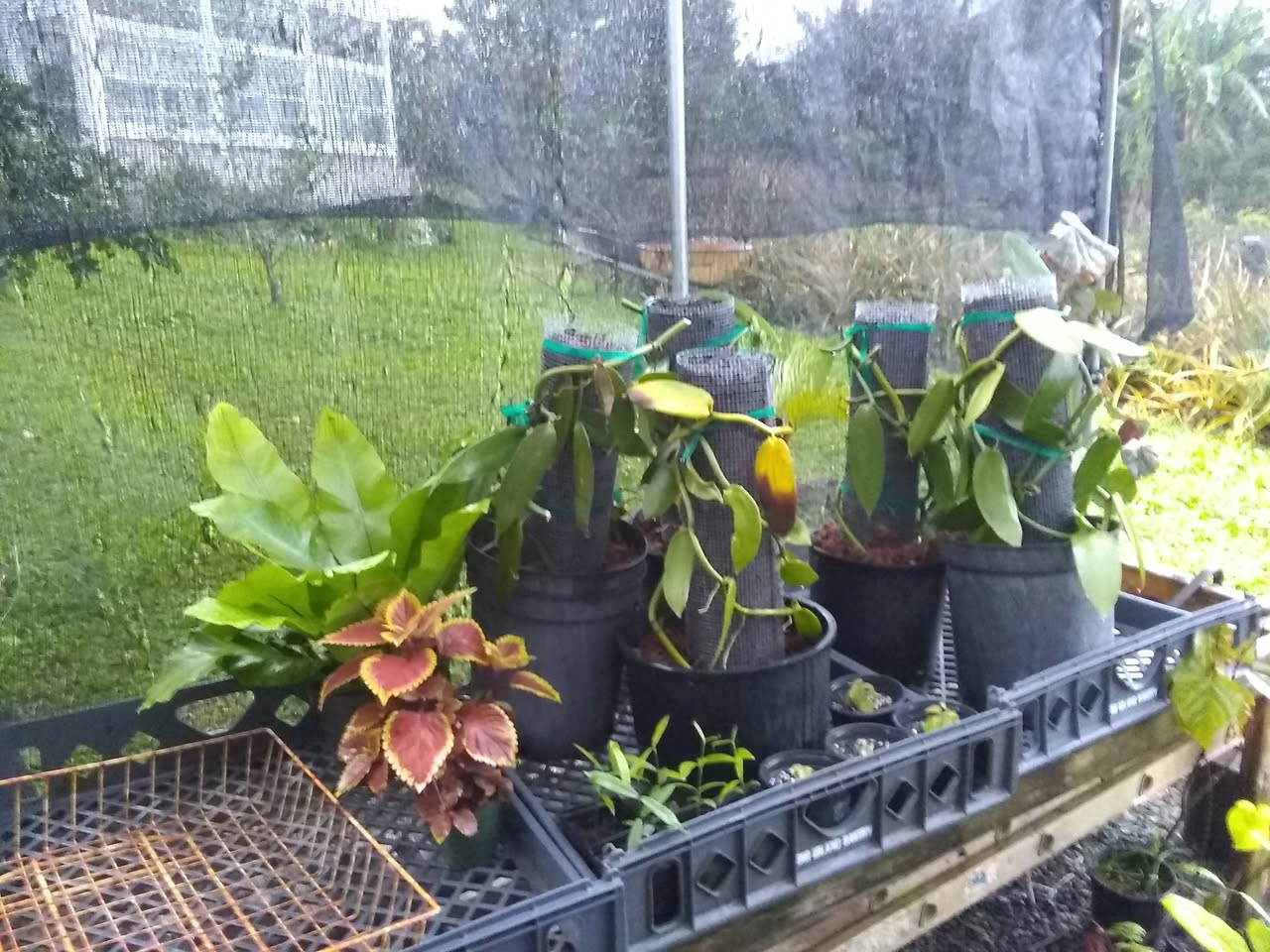 59日目:接木カカオを植えた