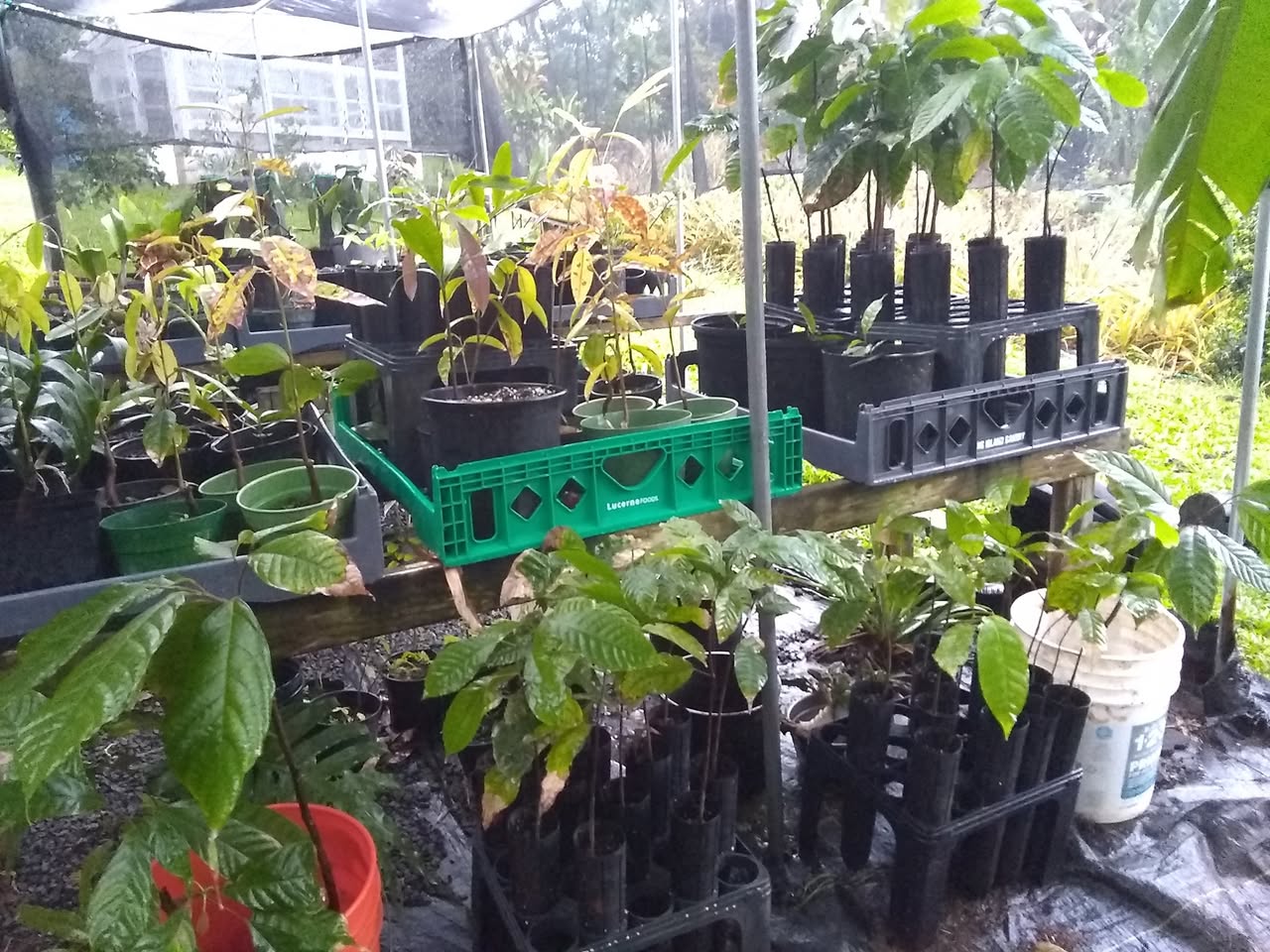 59日目:接木カカオを植えた