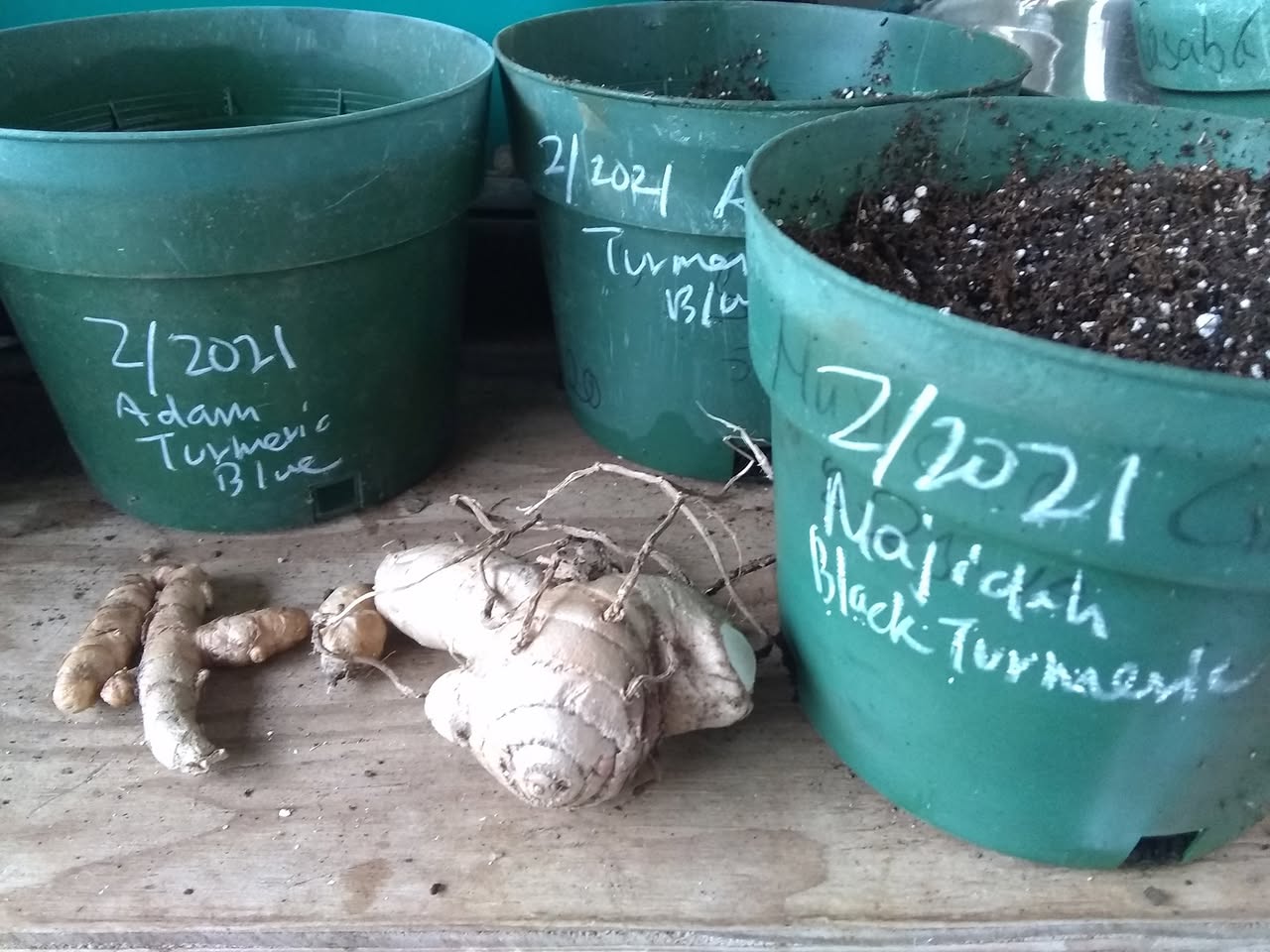 59日目:接木カカオを植えた