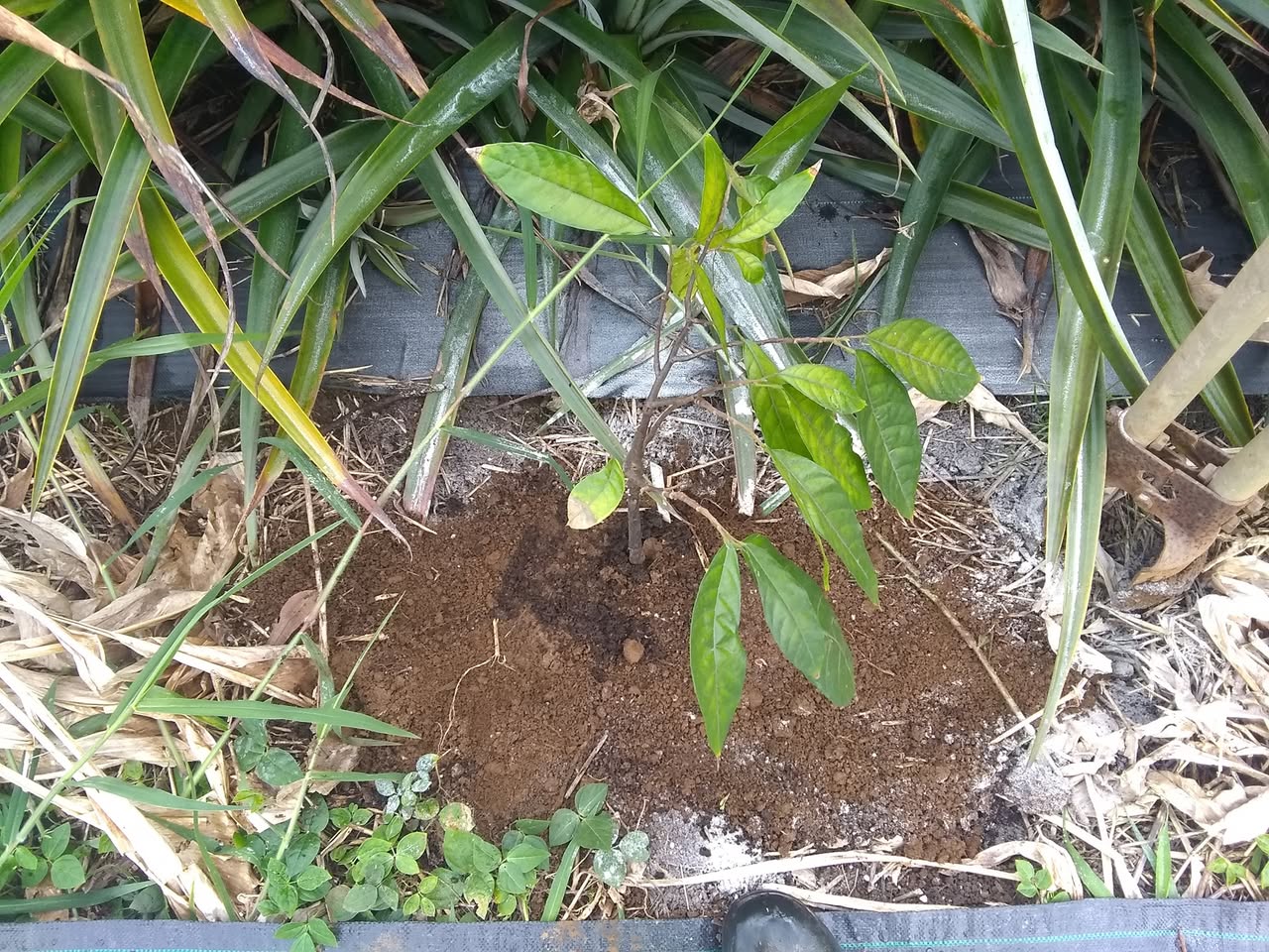 59日目:接木カカオを植えた