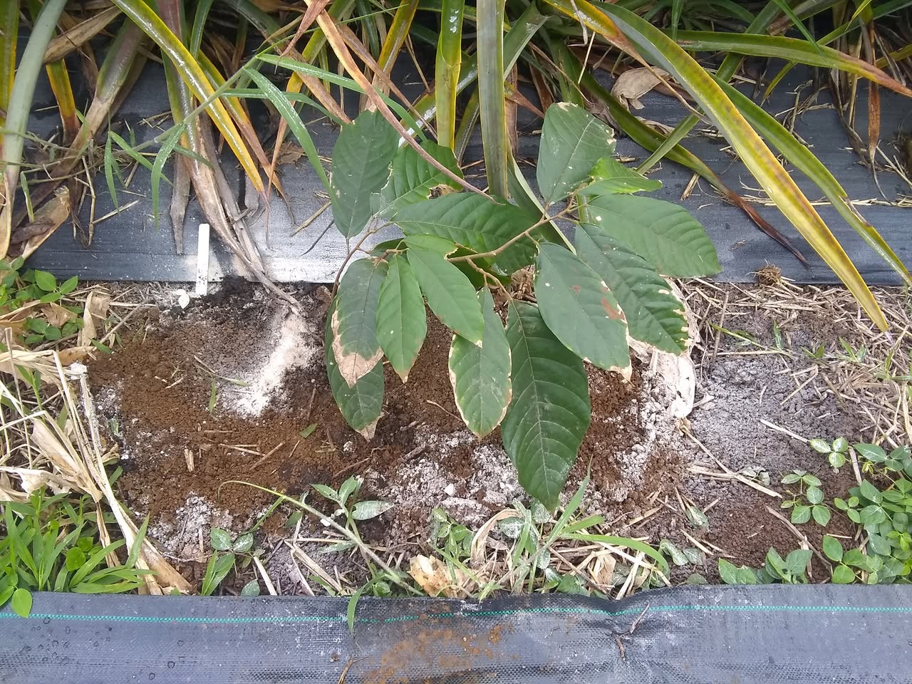 59日目:接木カカオを植えた