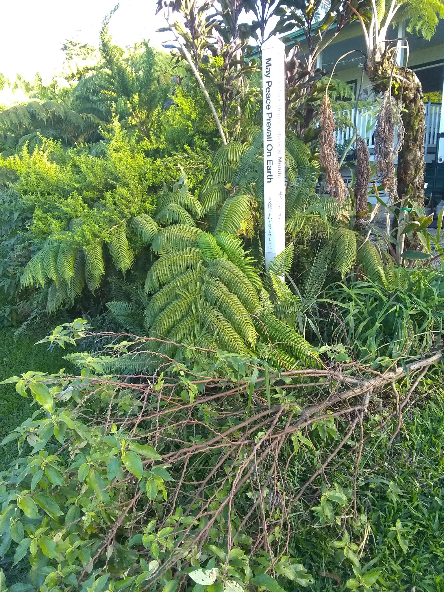 6日目:レモンバーベナを植えた