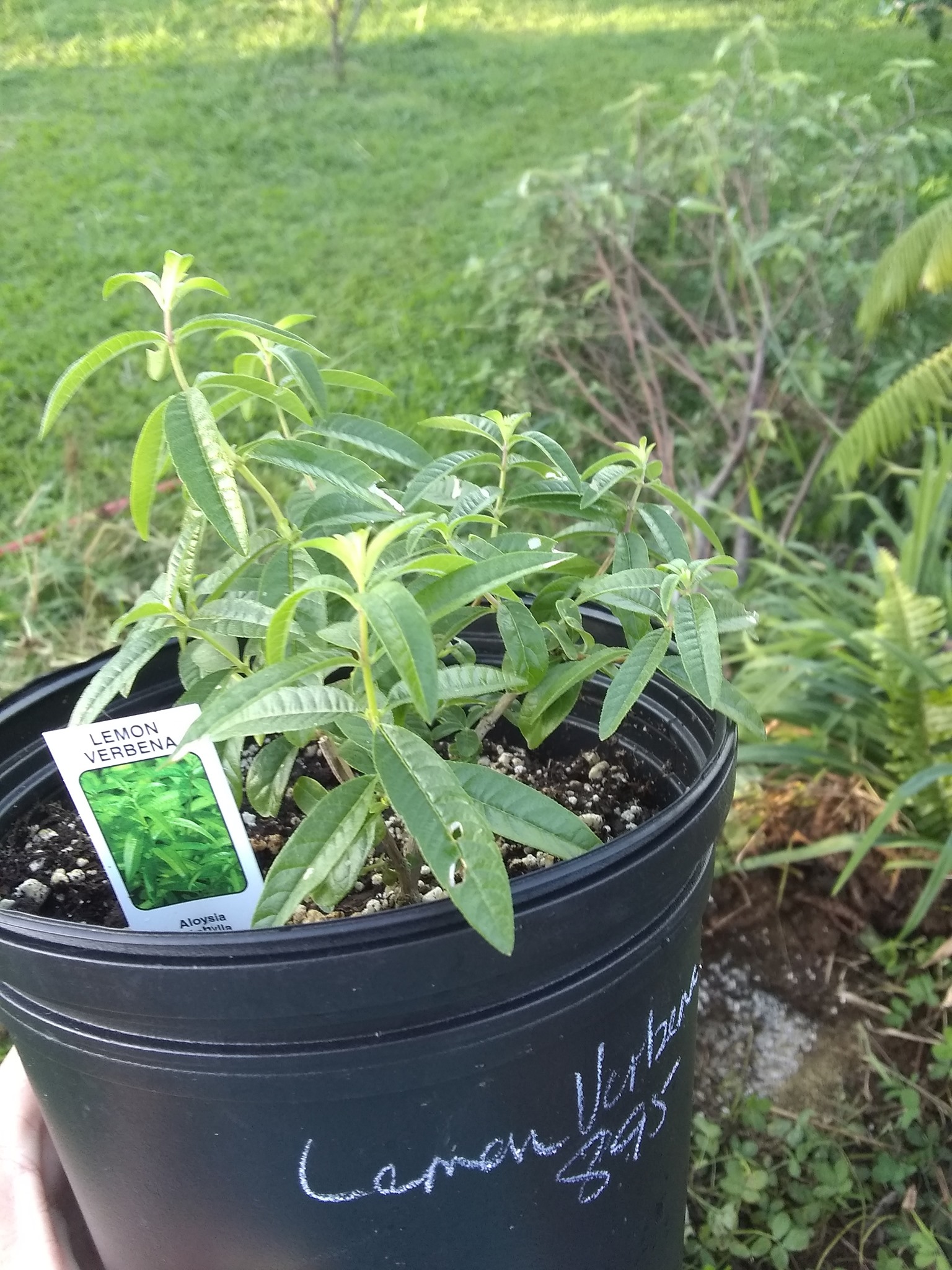6日目:レモンバーベナを植えた