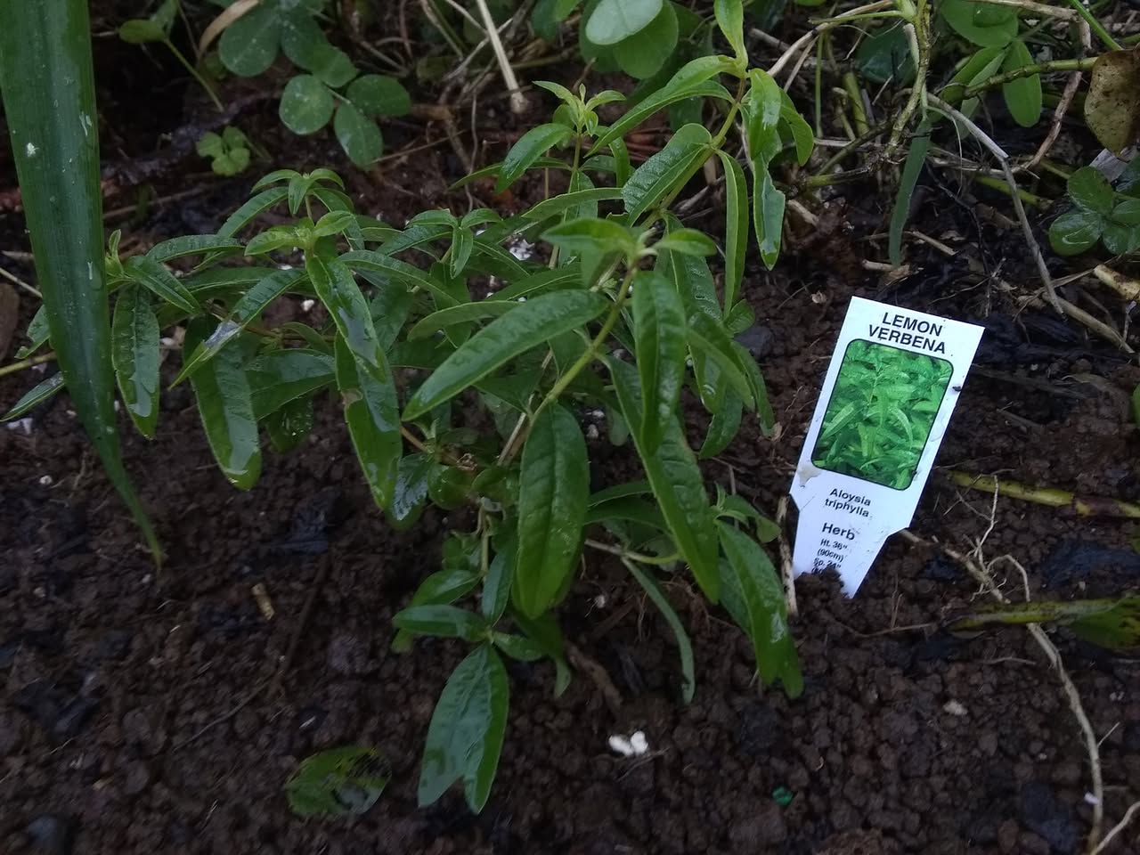 6日目:レモンバーベナを植えた