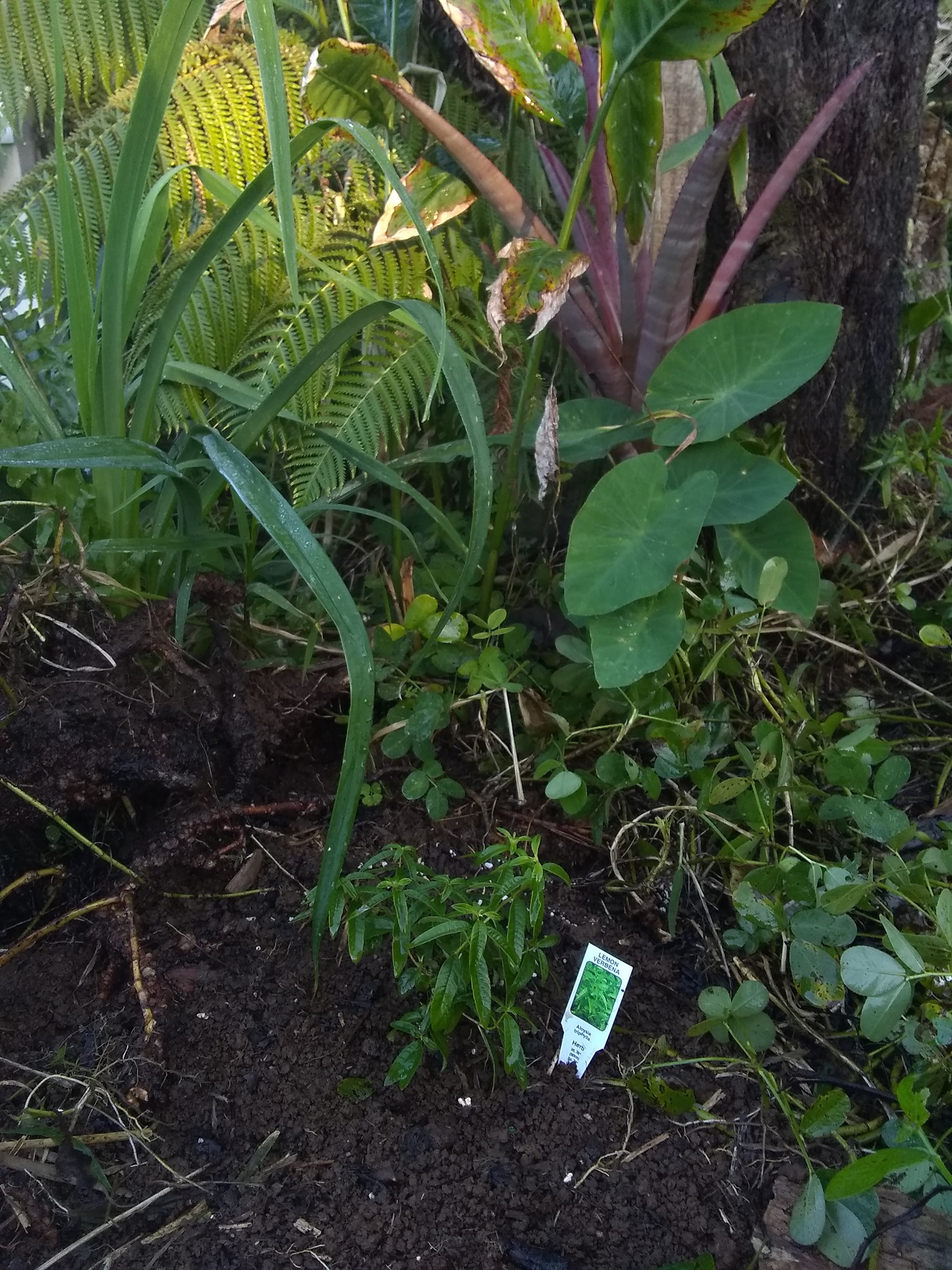 6日目:レモンバーベナを植えた