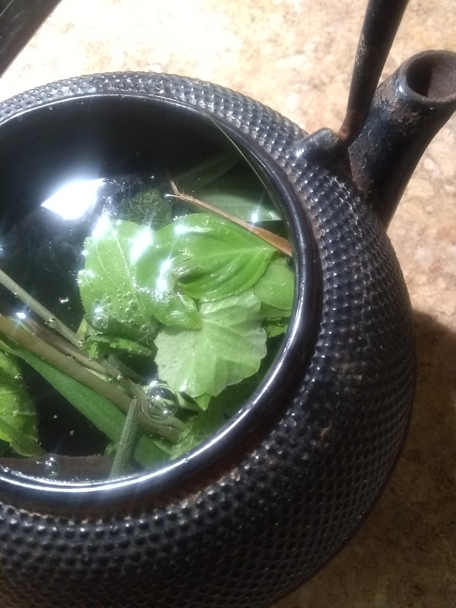 6日目:レモンバーベナを植えた