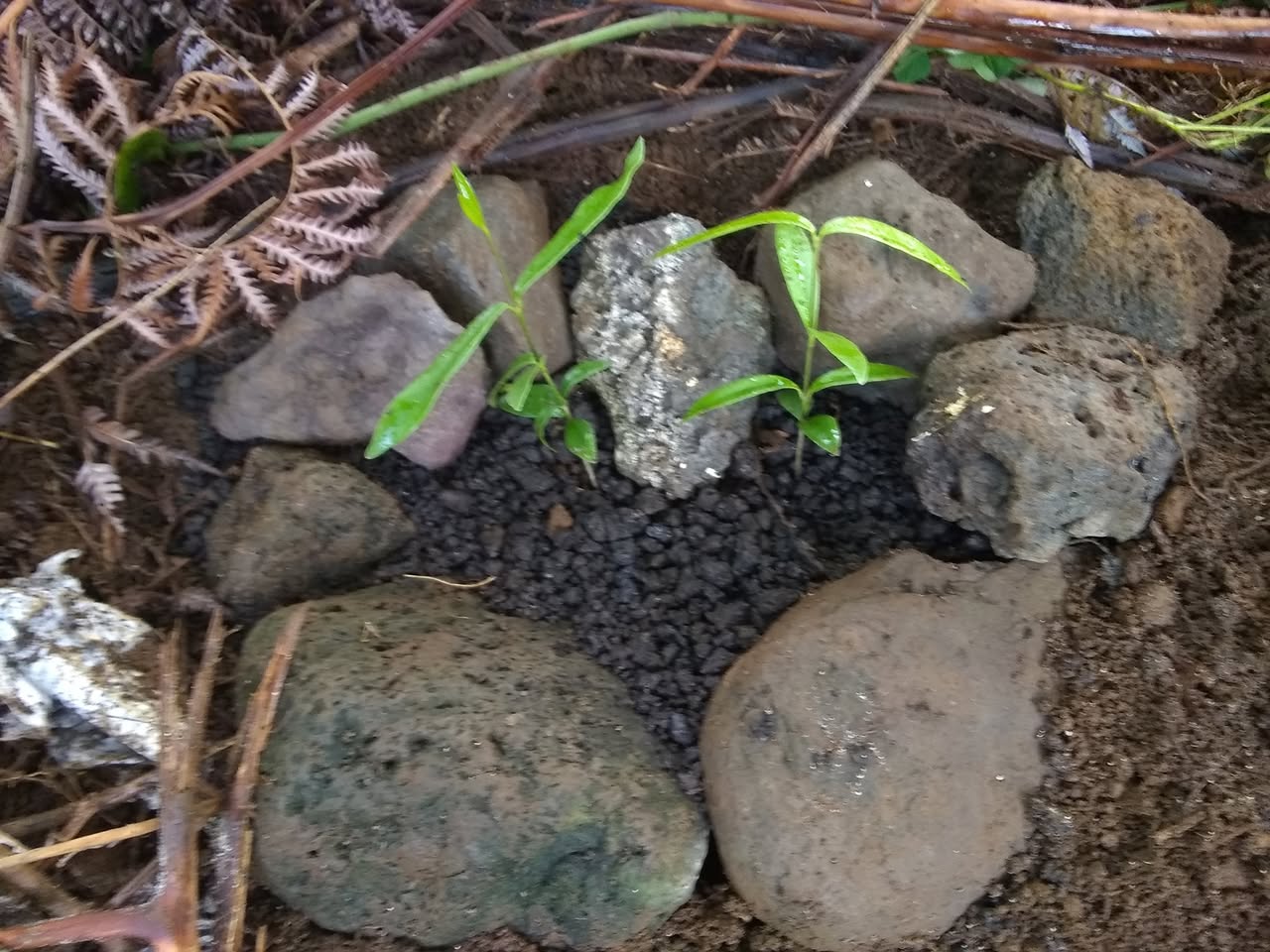 60日目:マイレを植えた