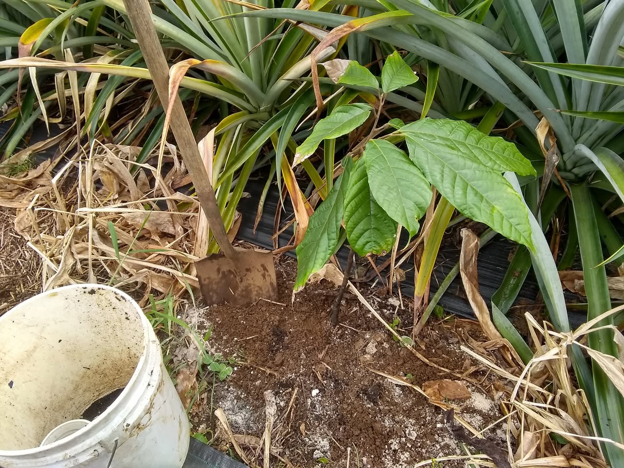 61日目:カカオを植えた