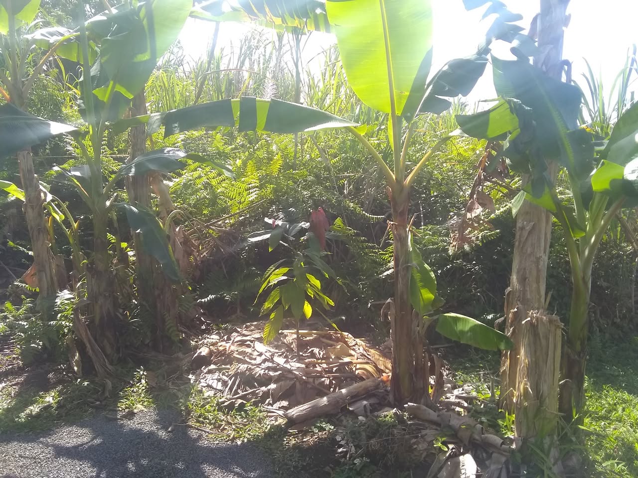 61日目:カカオを植えた