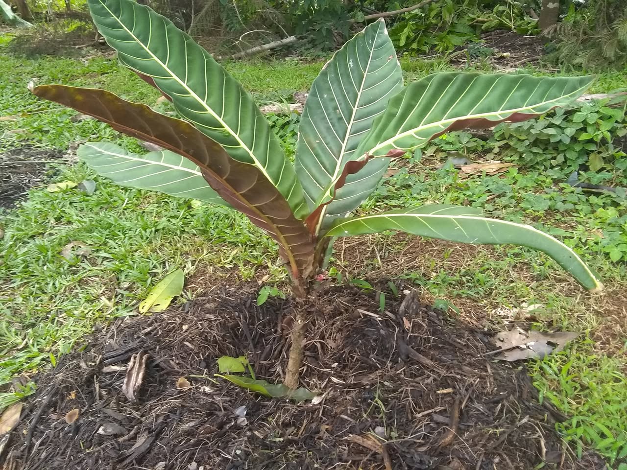 61日目:カカオを植えた