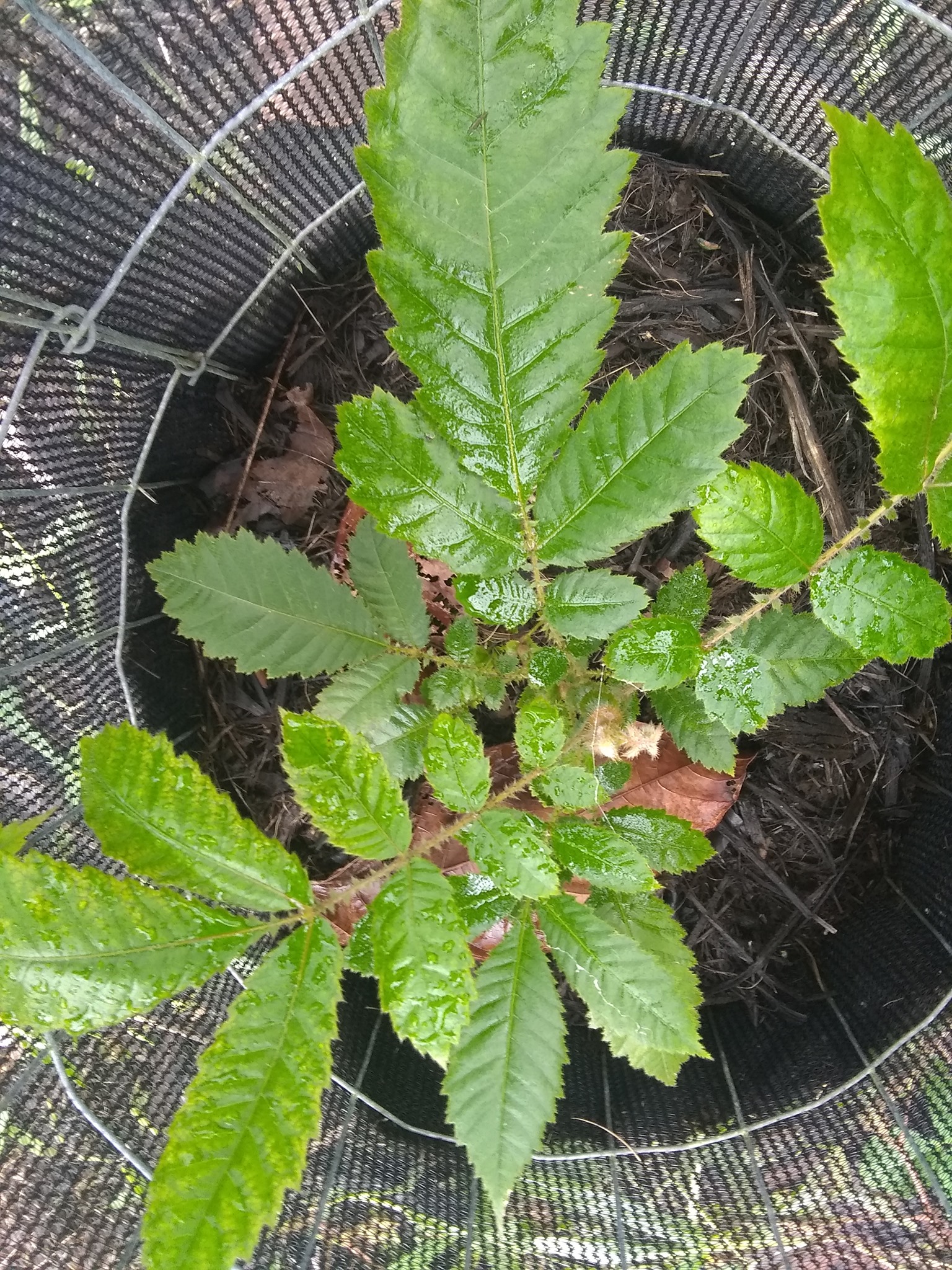 61日目:カカオを植えた