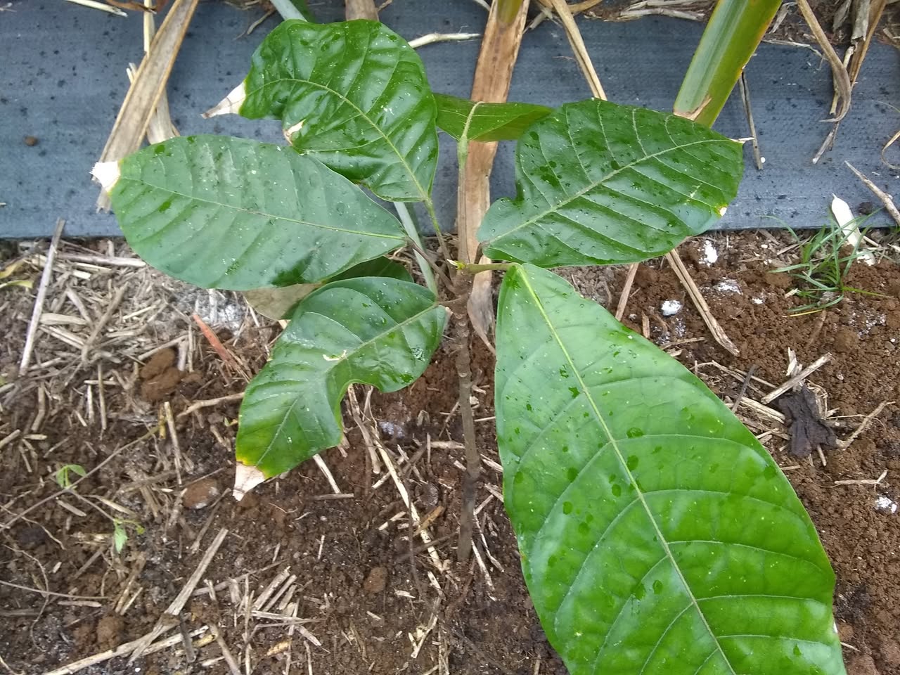 63日目:カカオを植えた