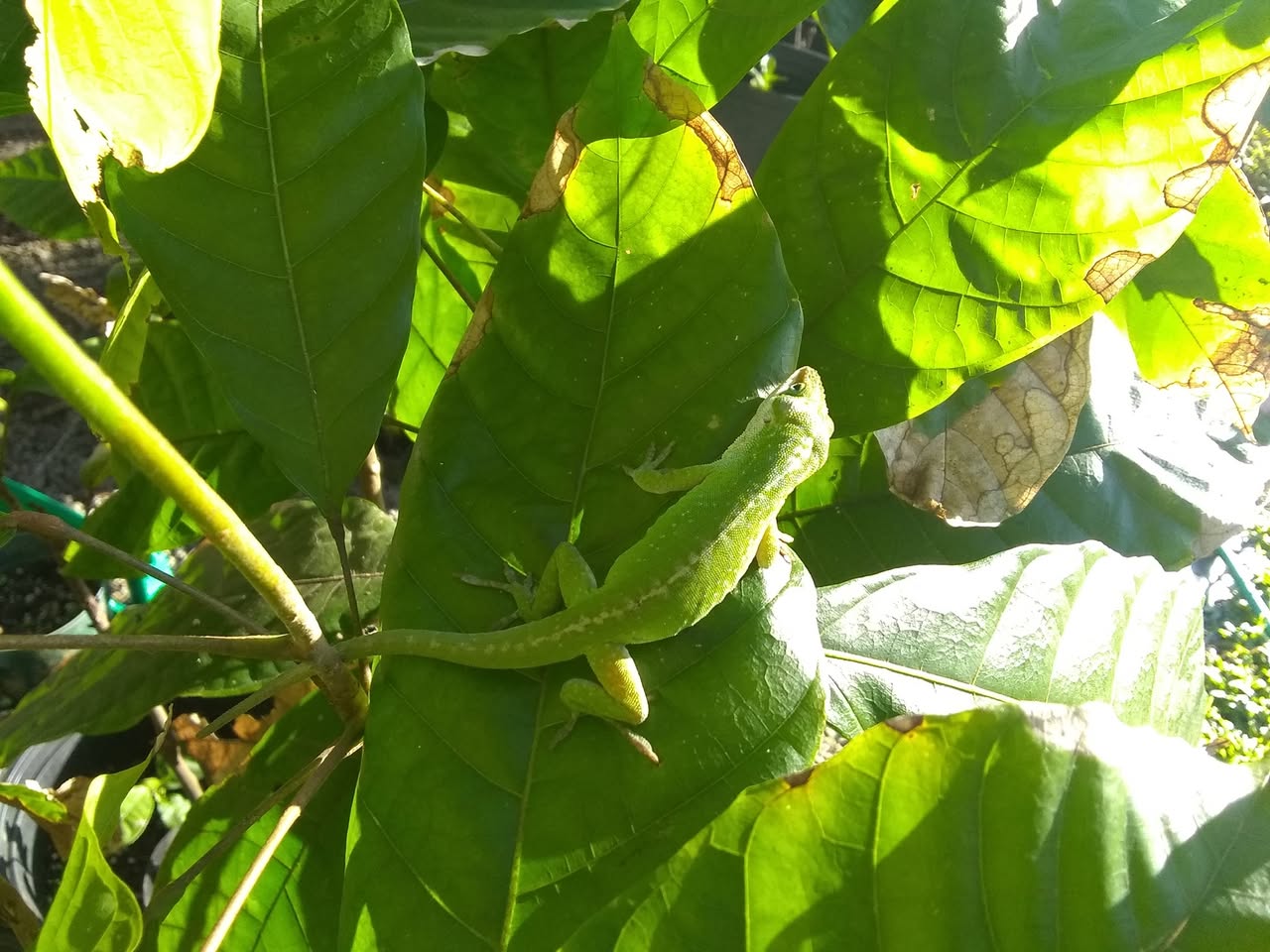 63日目:カカオを植えた